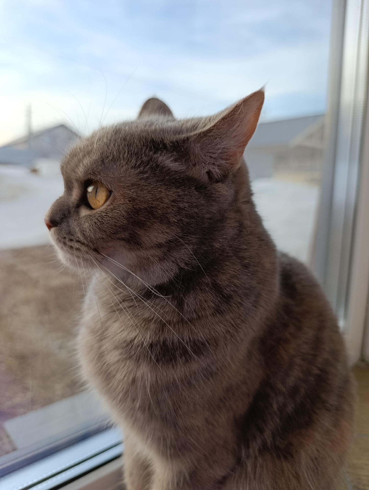 A gray domestic cat with amber-yellow eyes is depicted in profile, facing left, looking out a window in Chaikovsky, Russia. The cat is positioned indoors, likely on a windowsill, with its head and upper torso in the foreground. Its fur is a uniform gray, exhibiting subtle brown tabby markings on its body, with long white whiskers and a pinkish-brown nose. Through the window, the outdoor environment reveals a light blue sky with faint clouds. The ground is covered with light brown, dormant vegetation interspersed with patches of white snow or frost, indicating a winter or early spring season. In the out-of-focus background, several light-colored residential buildings with dark, pitched roofs are visible, consistent with a suburban or rural landscape in the region.