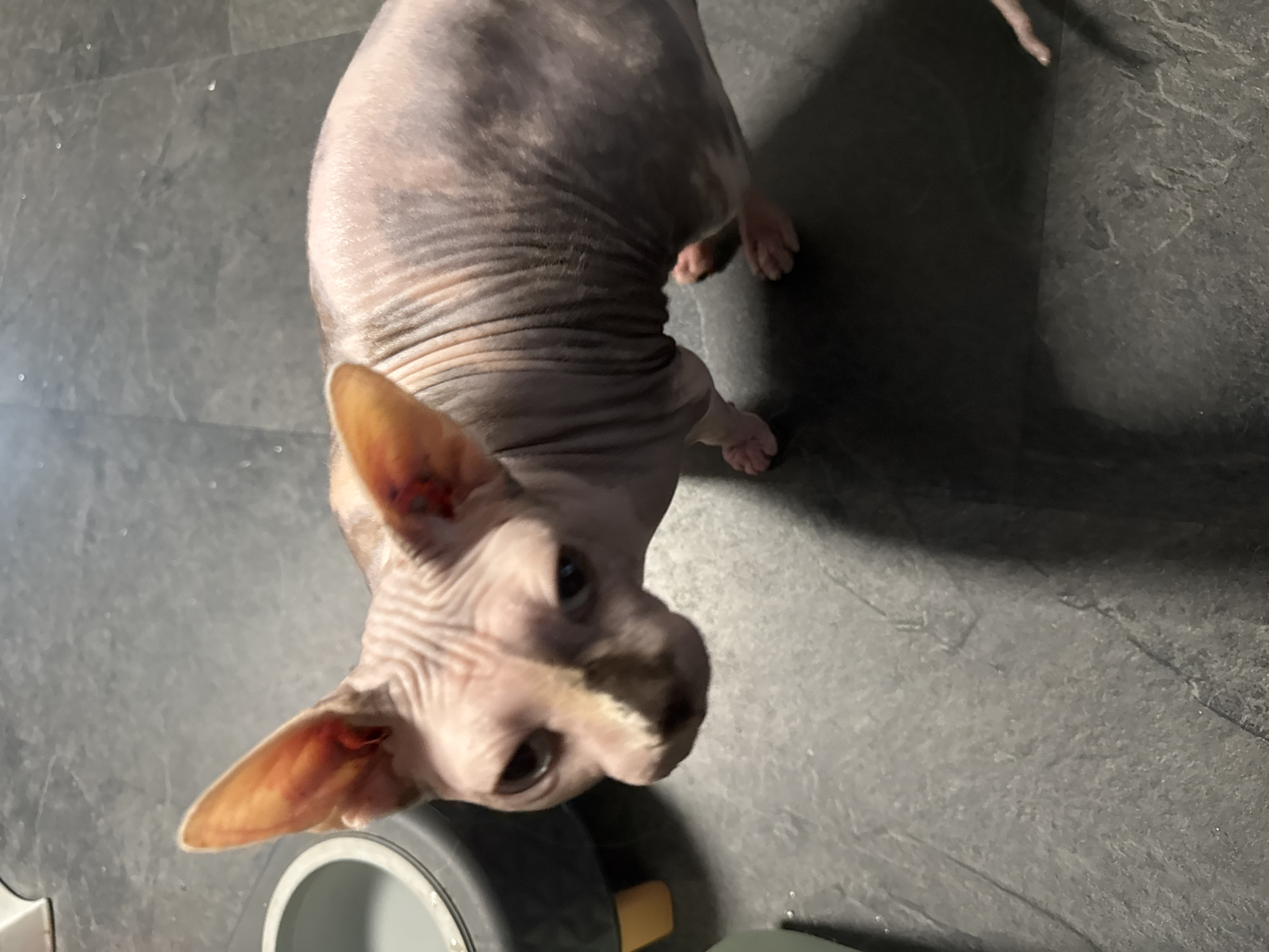 A Sphinx cat is standing on a dark gray tiled floor. The cat is facing the camera with its head tilted slightly downwards. The cat has pinkish-beige skin with some darker markings on its face and body, and large, prominent ears. To the left of the cat is a dark gray pet bowl with a lighter gray rim, sitting on a yellow object. The floor is tiled and appears slightly worn. There is a shadow cast on the floor by the cat, extending to the right. The overall lighting is dim. The location is identified as Hallum, Netherlands.