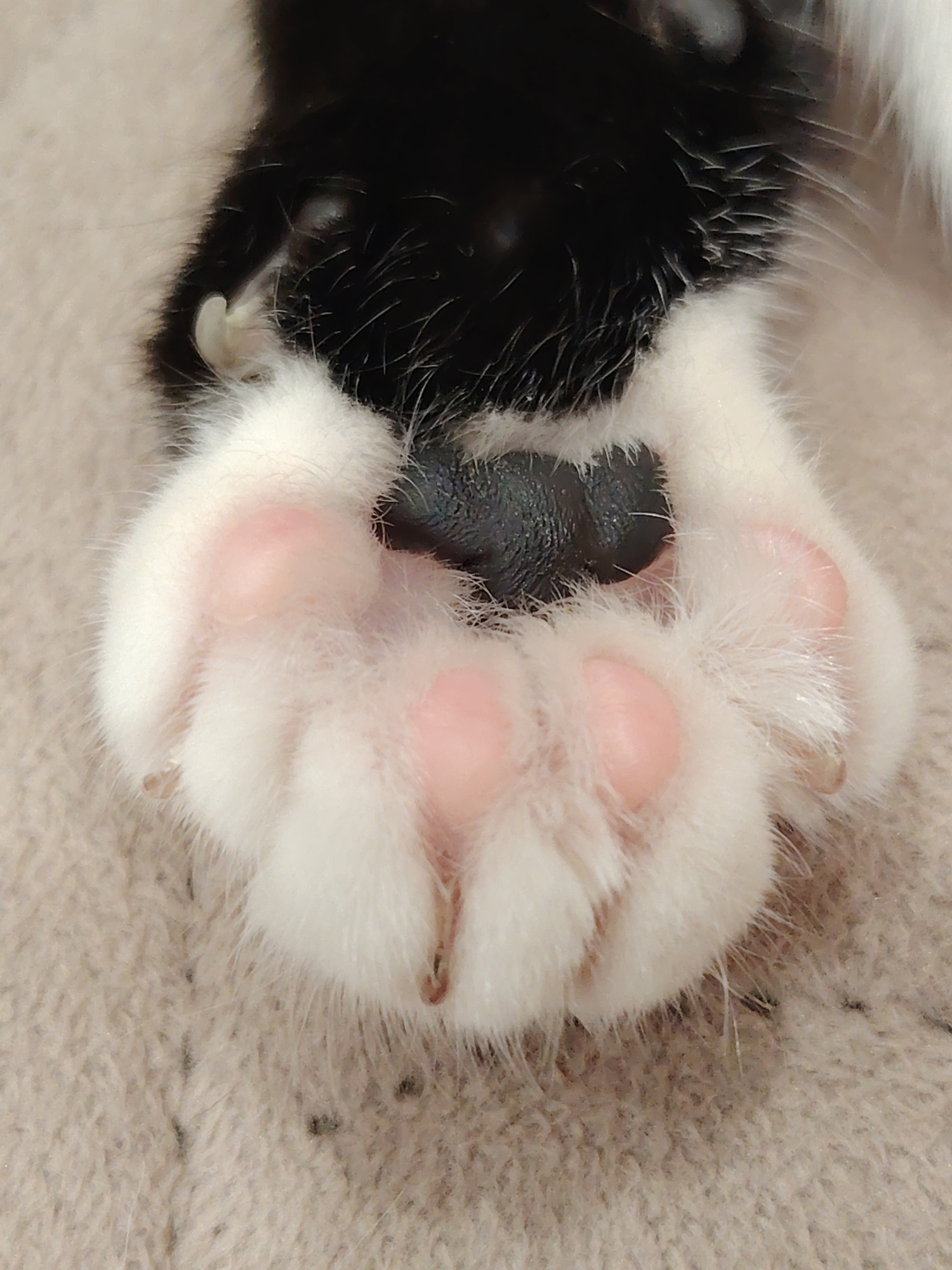 This is a close-up, high-angle shot of a black and white cat's paw resting on a beige, textured surface, likely a blanket or carpet. The paw is predominantly white with pink toe beans visible. Several sharp, curved claws are extended from the toes. The fur on the paw is fluffy and white. Darker fur, consistent with the cat's black markings, is visible towards the top of the image, along with a portion of the cat's paw pad which is dark gray. The background surface appears to have some small dark specks, possibly dust or lint. There are no people or any recognizable Novosibirsk city landmarks present. The focus is solely on the cat's paw.