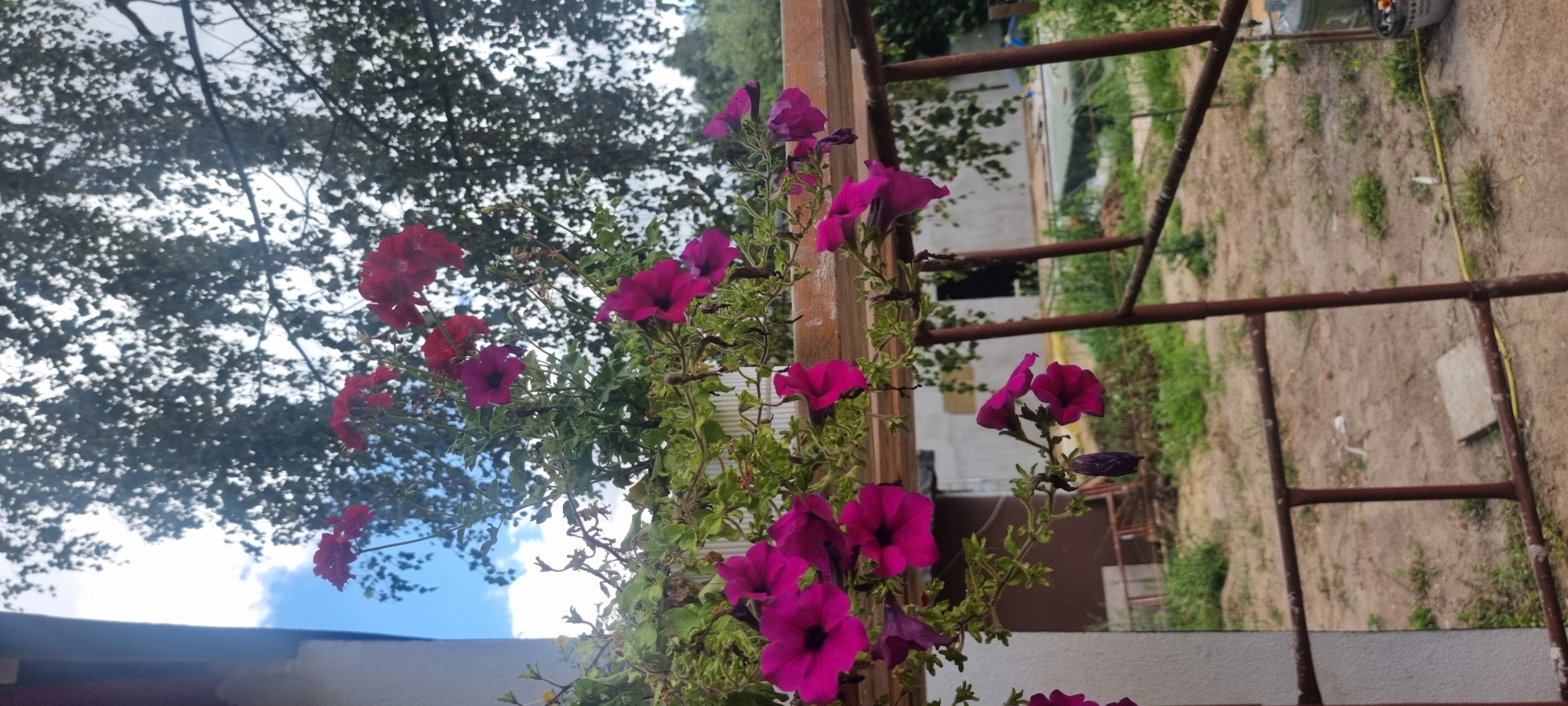 A medium shot captures a planter filled with vibrant magenta and deep red petunias, cascading over the edge of a rustic wooden railing. The flowers are the focal point, their petals a rich, velvety texture against a backdrop of lush green foliage. Behind the flowers, a large tree with dark, dense foliage dominates the upper portion of the frame, its leaves creating a dappled pattern against a bright, cloudy sky.
To the right of the planter, a rusty metal structure, possibly part of a fence or support, is visible, with horizontal bars. In the background, a blurred scene of an outdoor area unfolds. A white building with a dark doorway is partially visible, suggesting a residential or utility structure. The ground appears to be covered in dry earth and patches of sparse green grass. A grey concrete slab and a coiled yellow hose lie on the ground. Further in the distance, glimpses of more vegetation and structures are visible, indicating a semi-urban or rural setting.
The lighting suggests it is daytime, with the sun filtering through the leaves of the tree, creating areas of light and shadow. There are no people or animals present in the image. The overall impression is one of a natural, outdoor environment, possibly a backyard or garden area in Szczaki, Poland.