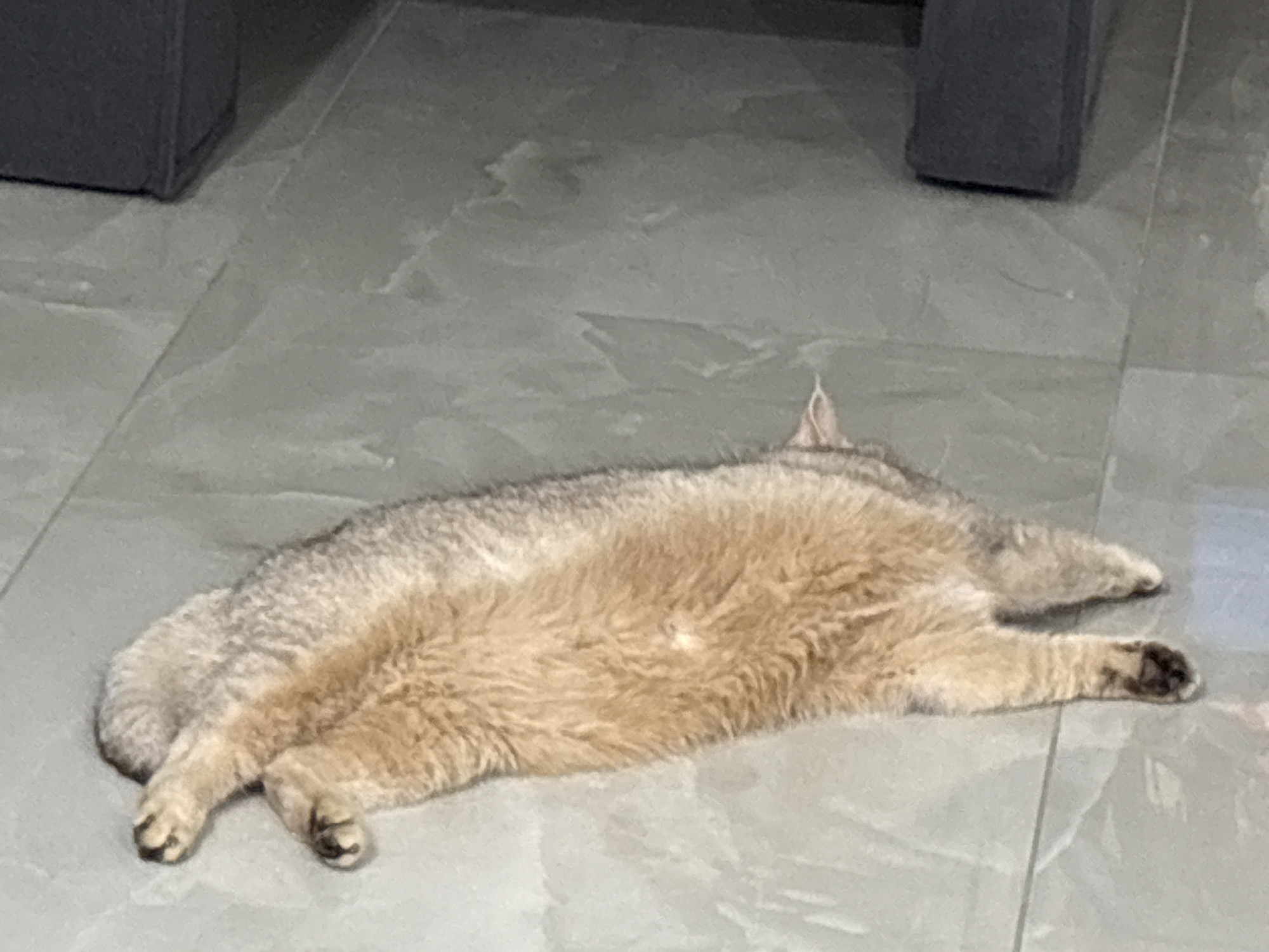 A cat lies on a tiled floor, possibly marble or ceramic, in an indoor environment. The cat is golden and gray, with its legs stretched out to the side and a portion of its back visible. A dark gray couch or chair is partially visible in the background, adding to the context of a domestic interior. The location is unknown.