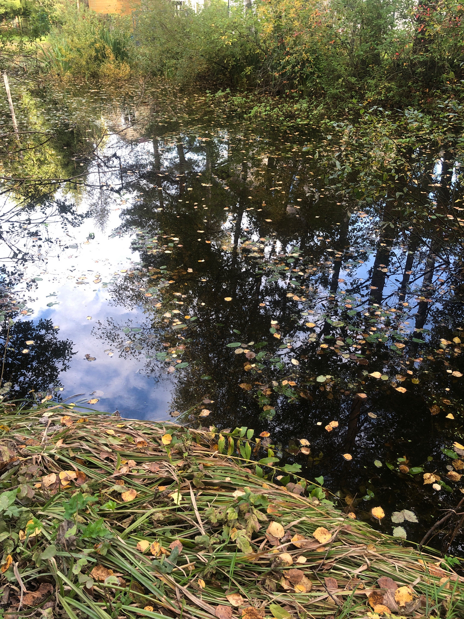 The image depicts a serene natural scene, likely a pond or slow-moving body of water, surrounded by vegetation and autumn foliage. The water's surface is dark and reflects the sky and surrounding trees, with numerous fallen leaves scattered across it. The foreground is dominated by a dense collection of green reeds and dried grass, also interspersed with fallen leaves in shades of yellow and brown. In the background, trees and shrubs with a mix of green and autumnal colors form a natural border. A glimpse of a light-colored building, possibly a house, is visible through the trees in the upper left portion of the image. The overall impression is one of a tranquil, possibly rural or semi-rural setting, consistent with a dacha or natural park area within the city of Inturist SNT, Russia, during the autumn season. There are no people or animals visible in the frame.
