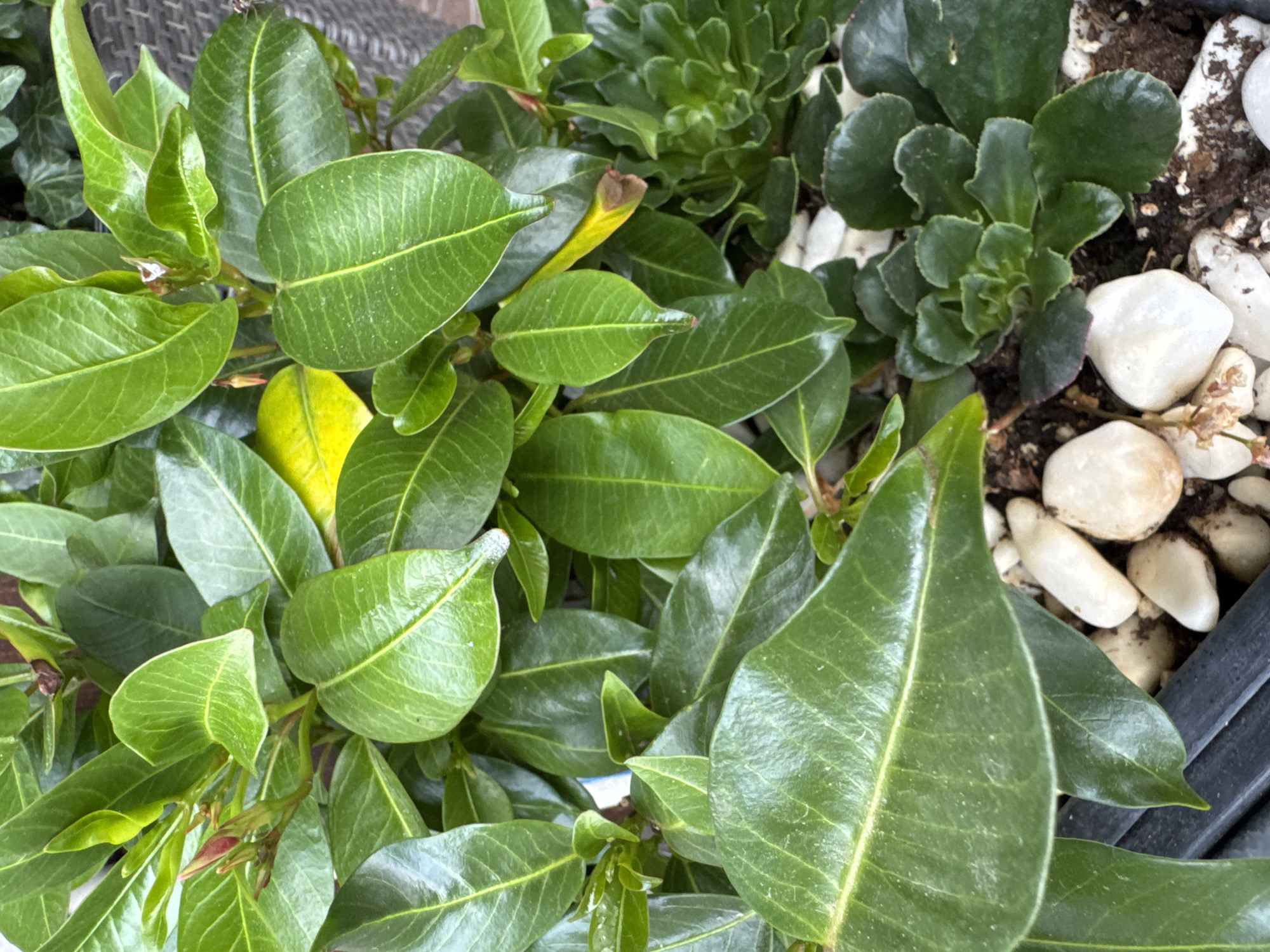 The image shows a close-up of a potted plant arrangement. The foreground features glossy, green leaves with prominent veins, possibly belonging to a flowering plant. Some leaves exhibit slight yellowing. In the upper right portion of the image, there are succulents with ruffled, dark green leaves. Small, white pebbles are scattered around the base of the plants. The scene is set outdoors, evidenced by the natural light and slight variations in leaf color and texture. The arrangement is contained within a dark-colored pot.