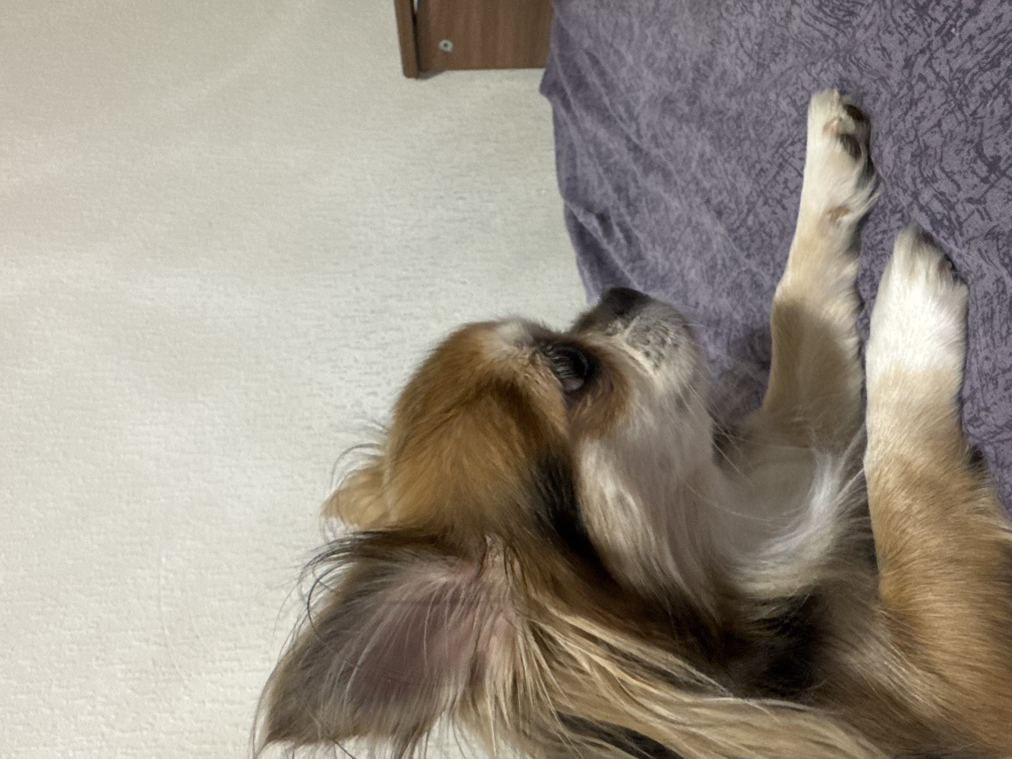 A long-haired, tan and white Chihuahua is lying on a purple textured bedspread. The dog is facing to the right, with its head turned slightly towards the viewer. Its large, erect ears are a prominent feature. The background consists of a textured off-white wall and a wooden drawer unit on the right. The scene is indoors. There is no identifiable location in Saint Petersburg, Russia.