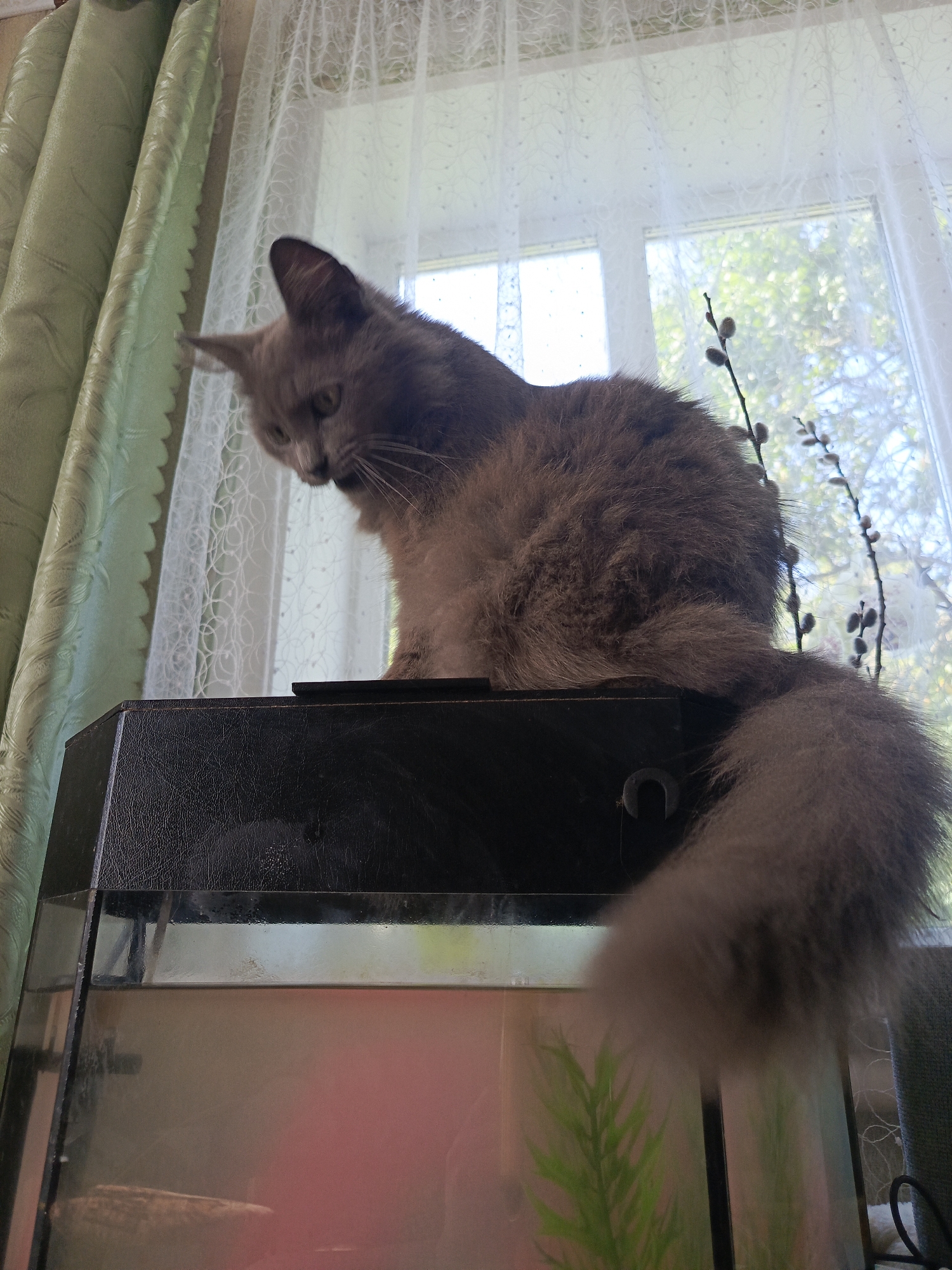 A fluffy, light brown cat sits on top of a black aquarium. The cat is looking down to its left. Behind the cat, a window is covered by sheer white curtains and a green curtain is on the left side of the frame. A few branches with small buds are visible in front of the window. The aquarium contains pink water and a green artificial plant.