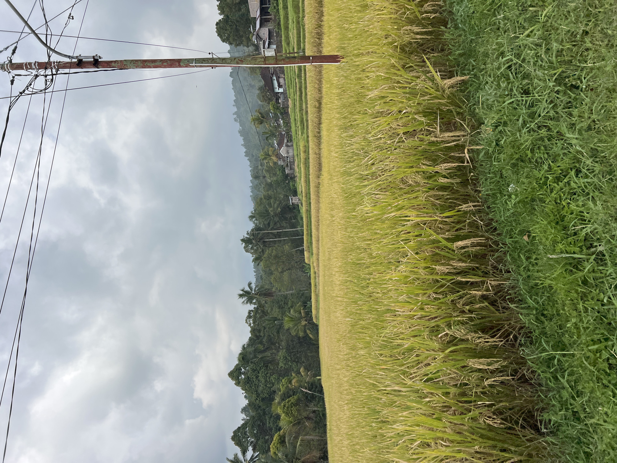 A close-up, eye-level, vertical shot captures a lush, green field of rice paddies in Busungbiu, Indonesia, under a cloudy sky. The ripe rice stalks, with their golden heads, dominate the foreground, creating a textured carpet that stretches into the distance. Beyond the rice fields, a dense forest of trees, including palm trees, forms a verdant backdrop. A cluster of houses is visible nestled among the trees on a gentle slope. A weathered, red and gray utility pole with a tangle of wires stands prominently on the right side of the frame, adding a man-made element to the natural landscape. The overall scene evokes a sense of rural tranquility.
