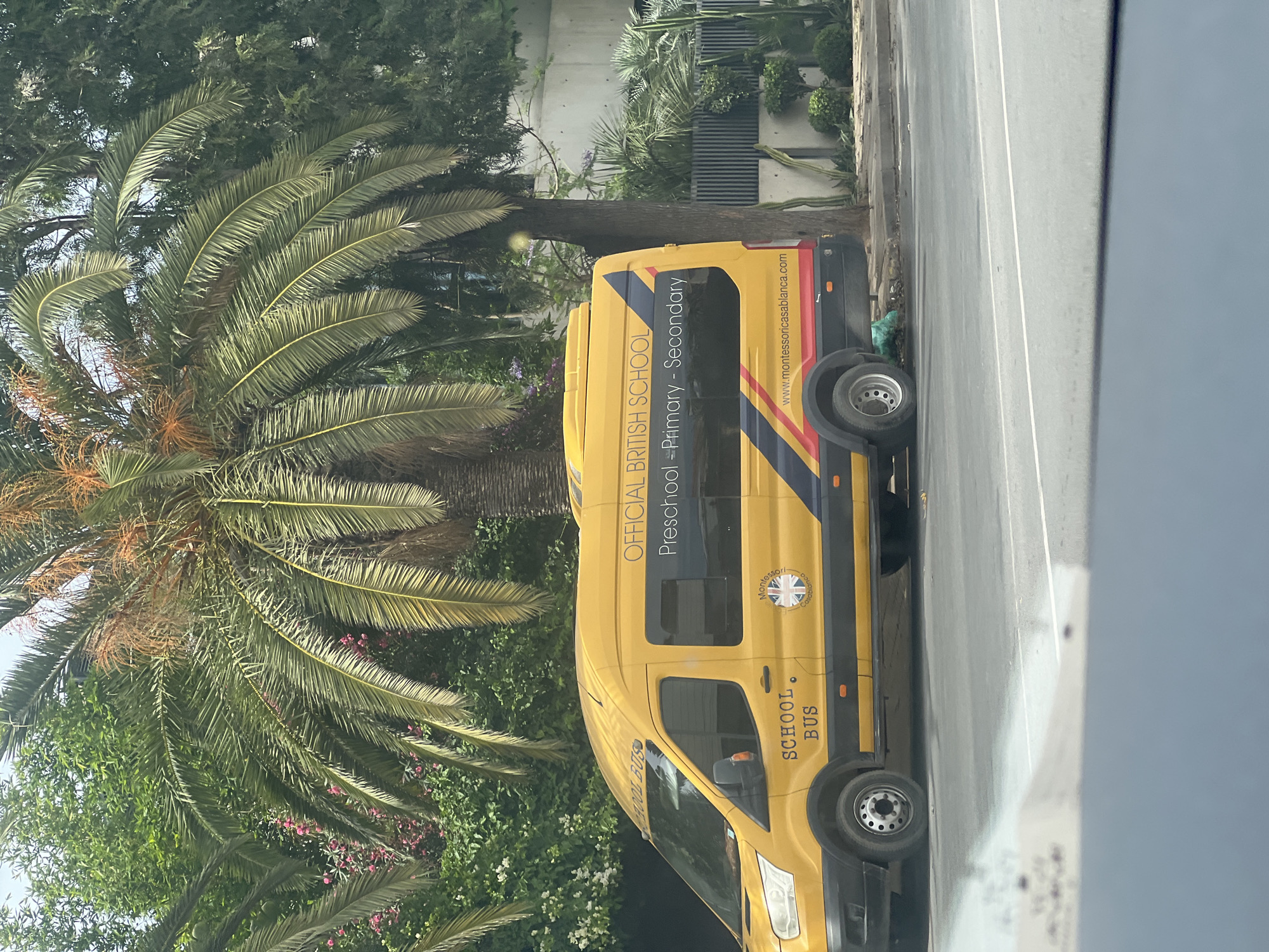 A yellow Ford Transit school bus, customized with tinted windows, is parked parallel to a street on a paved curb. The bus features "OFFICIAL BRITISH SCHOOL" printed in black on its upper side, with "Preschool - Primary - Secondary" directly below. "SCHOOL BUS" is also visible in black text on the driver's side front door. A circular emblem near the front wheel displays a Union Jack flag and the text "Montessori Casablanca." Below the rear window, the website "www.montessoricasablanca.com" is printed in red. A prominent blue and red diagonal stripe design runs along the lower half of the bus's side.
The setting is an urban environment, brightly lit by daylight, strongly suggesting Casablanca, Morocco, as indicated by the school's branding. The background is dominated by lush green foliage, including several large palm trees with long fronds. Various flowering bushes with pink and white blossoms are visible amidst the greenery. Behind the bus, a slender tree trunk stands before a modern building with light-colored concrete walls and a dark, vertically slatted fence. Patches of smaller plants and cacti grow along the property line. A green, possibly plastic, crumpled object lies on the ground near the bus's rear wheel. The immediate foreground shows a grey asphalt road with white painted lines, partially obscured by a blurry element from the perspective of the camera. No people are visible.