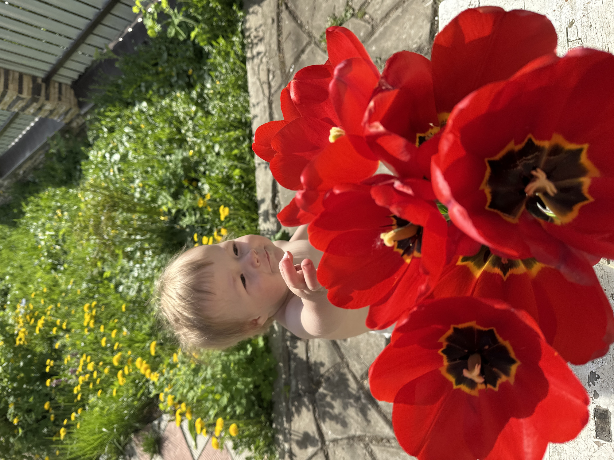 A toddler is standing on a stone-paved area next to a vibrant patch of green grass and yellow flowers, with a building visible in the upper left corner. A large bouquet of red tulips dominates the right side of the frame. The image was taken in Nizhny Novgorod, Russia.