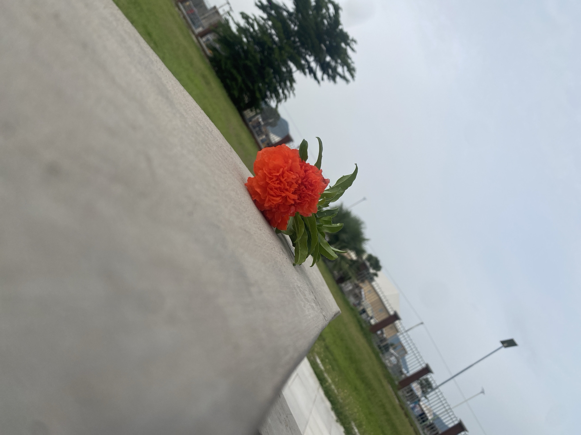 An orange flower with green leaves emerges from a narrow crevice in a gray, concrete structure. The structure angles diagonally across the frame, with the lower portion appearing to be a sidewalk or paved area. Beyond the concrete, a green grassy lawn stretches into the distance, bordered by a metal fence with brown posts. In the background, trees are visible, and the sky is a pale, overcast gray. The image is oriented sideways. There are no people or animals present in the scene. The location is Kuson, Nigeria.