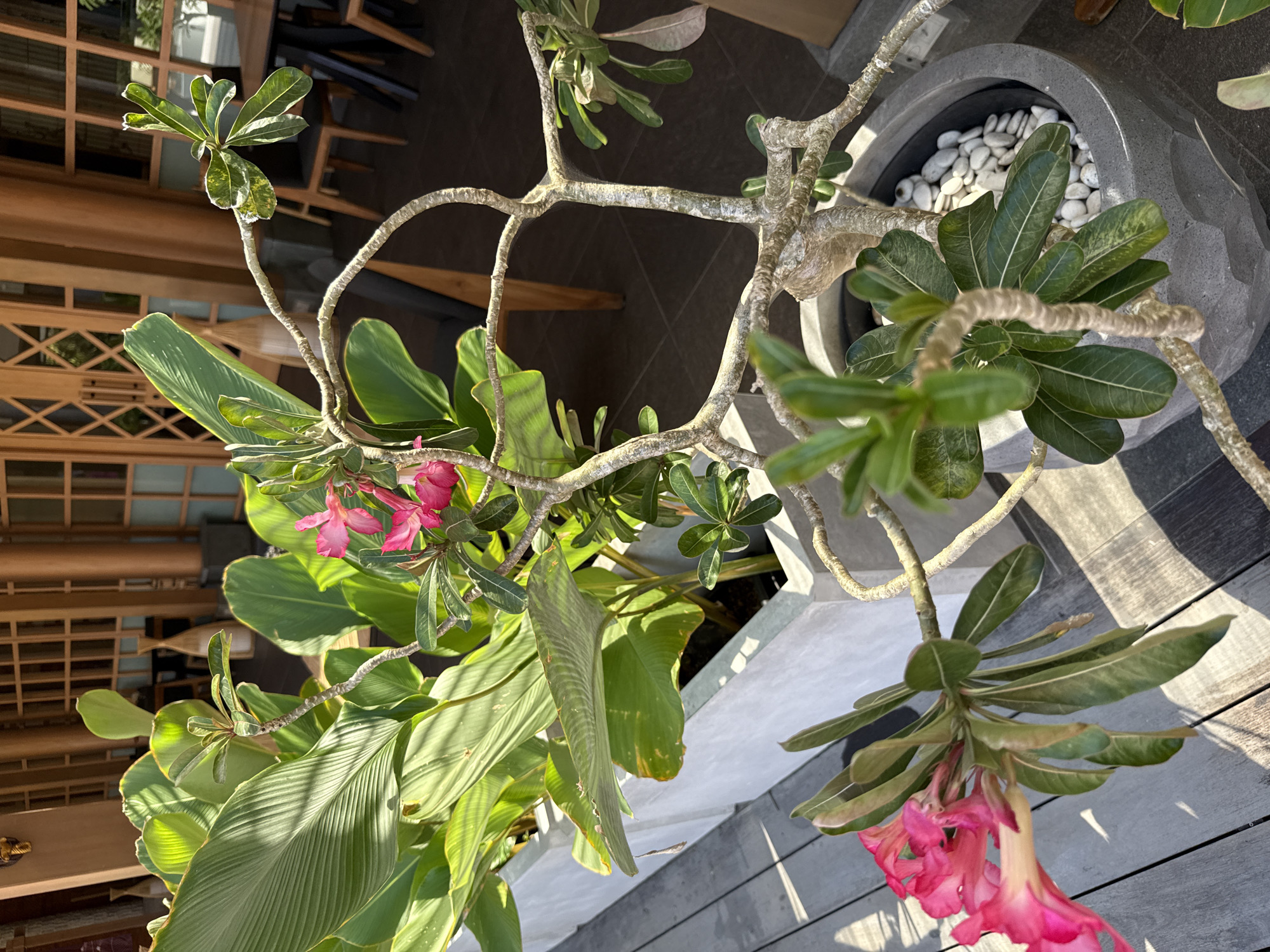 This media file captures an overhead view of a vibrant outdoor plant arrangement, likely on a patio or balcony in Kuta Selatan, Indonesia. The central subject is a Desert Rose (Adenium obesum) plant, characterized by its thick, gnarled, grayish-brown branches that spread outwards. Clusters of green, elliptical leaves, some showing signs of variegation or sun exposure, adorn the branch tips. Several bright pink, trumpet-shaped flowers bloom on various branches, adding a pop of color to the scene.
The Desert Rose is planted in a large, dark grey, textured pot. The surface of the soil within the pot is covered with small, white decorative pebbles. Behind and below the Desert Rose, another plant with large, broad, ribbed green leaves is visible, contributing to the lush, tropical ambiance.
The setting includes elements of outdoor architecture and flooring. A wooden slatted floor or decking is prominent in the foreground and to the right, while a darker tiled floor can be seen in the deeper background. A light grey concrete or stone ledge runs along the bottom edge of the frame. In the background, wooden architectural elements, possibly a screen or railing with a geometric lattice pattern, are visible, suggesting a traditional or contemporary Indonesian design.
The time of day appears to be bright and sunny, as evidenced by the strong, distinct shadows cast by the plants and other objects on the various surfaces. No specific activity is taking place, and there is no visible text. The image provides a tranquil glimpse into a sunlit tropical garden setting.