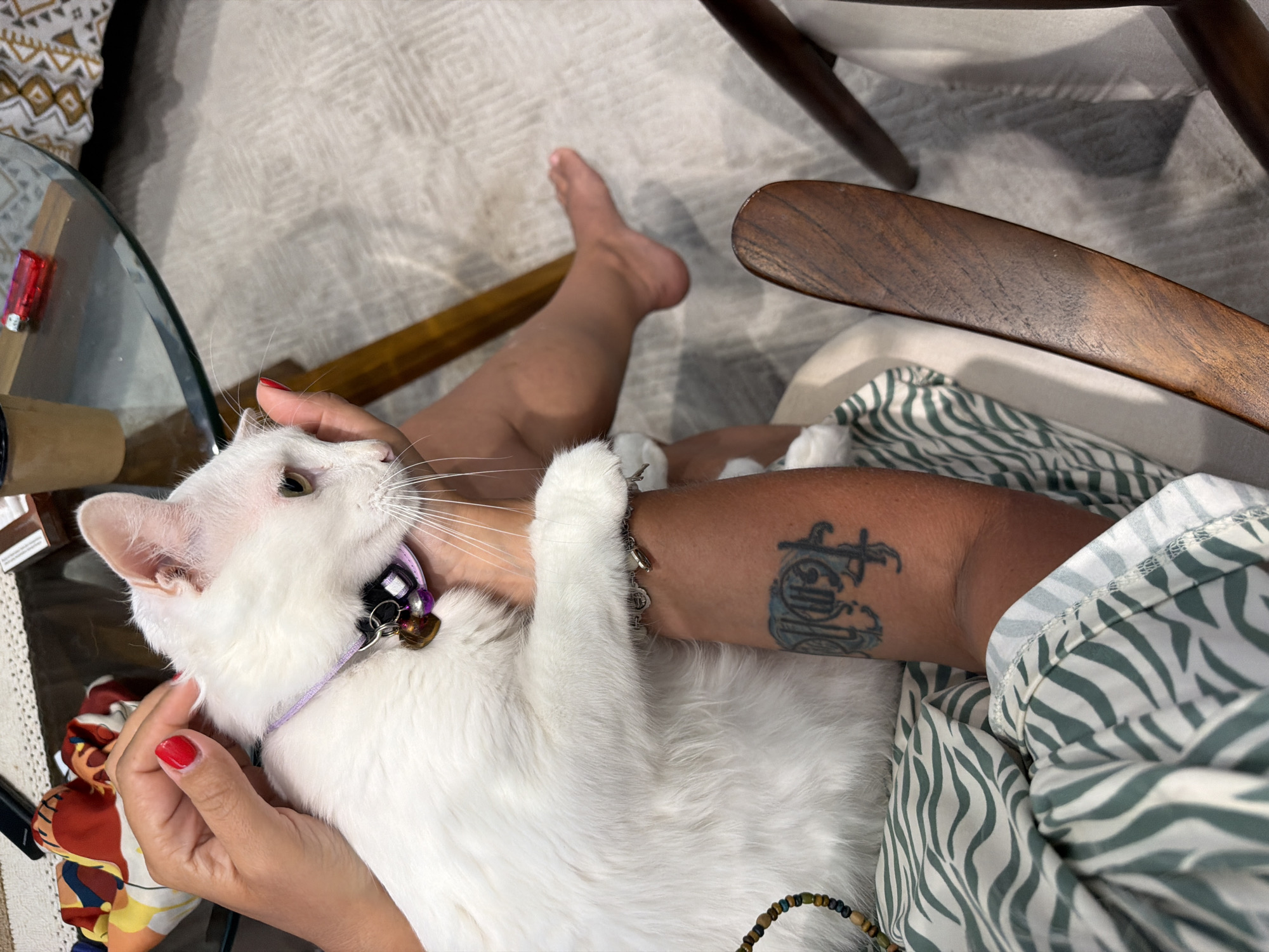 The image shows a white cat lying on a person's lap. The cat is wearing a purple collar with attached bells. The person has a tattoo on their forearm. The person is wearing a patterned shirt or dress. A glass-topped table and a wooden chair are partially visible in the background, along with a grey patterned rug. The location is Unknown, Unknown.