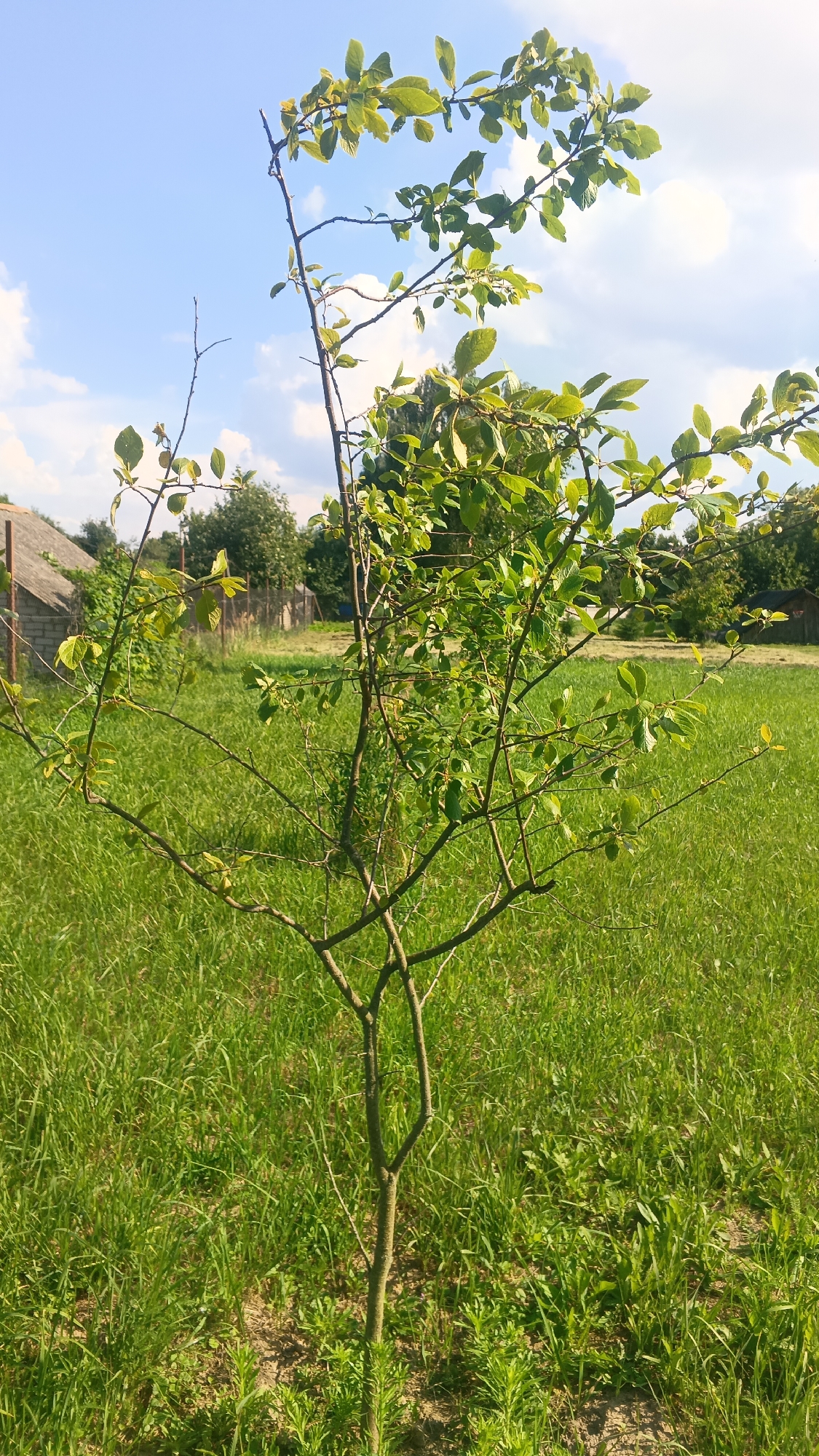 A young, thin tree with sparse green leaves stands in a field of tall green grass under a bright blue sky with scattered white clouds. In the background, a dilapidated wooden structure with a thatched or tiled roof and a chain-link fence can be seen. The overall scene appears to be a rural or semi-rural setting in the Доктаравіцкі сельскі Савет, Belarus, likely during daylight hours.
