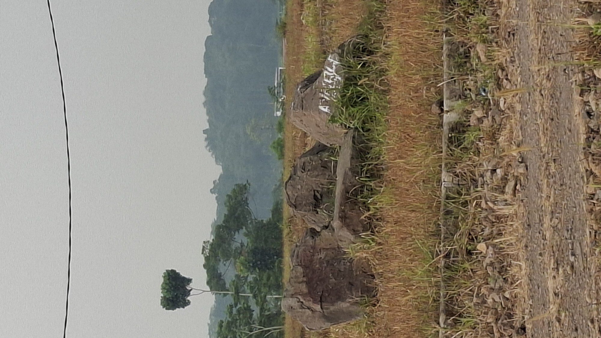 The image captures a scene in Cibinong Hilir, Indonesia, focusing on a cluster of large, dark-colored rocks in a dry, grassy field. The rocks appear to be natural formations, with some exhibiting rough, weathered surfaces. White markings, possibly graffiti or labels, are visible on the surface of one of the rocks. In the background, a line of trees and a hazy, tree-covered hill form the horizon. A single, distinct tree with a rounded canopy stands out against the sky to the left of the frame. In the distance, a white structure resembling a bus or a small building is partially visible among the trees. The ground in the foreground is covered with dry grass, scattered stones, and a section of what appears to be a concrete or paved surface. The sky is overcast and gray.