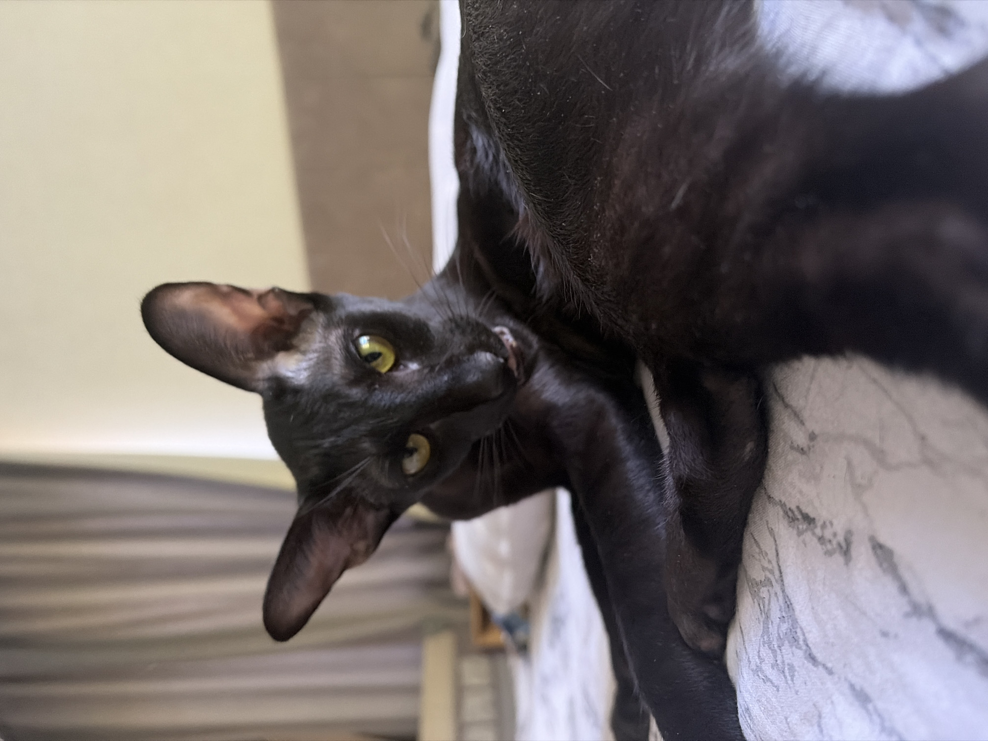 An adult black Oriental Shorthair cat is lying on a bed in a dimly lit room. The cat is positioned in the center of the frame, with its body stretched out and its head turned towards the camera. The cat has bright green eyes and large, pointed ears, which are characteristic of the breed. Its fur is short and sleek, and it appears to be in good health. The background of the image consists of a neutral-colored wall and curtains, suggesting that the room is a bedroom. The bed is covered with a white and gray patterned duvet. The lighting in the room is soft and diffused, creating a relaxed and intimate atmosphere. There is no indication of the city of Chaikovsky, Russia, or any specific location within it.