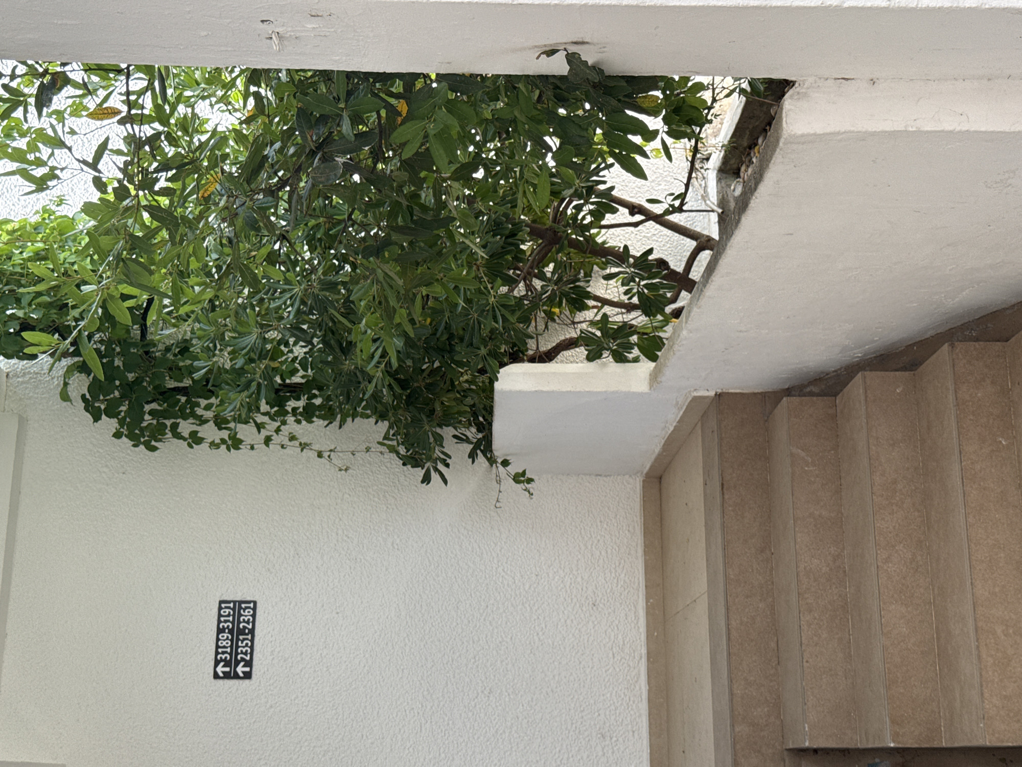 The image depicts an outdoor staircase leading up to an entrance. On the textured white wall to the left of the stairs, there are two black signs with white text and arrows. The top sign reads "3189-3191" and the bottom sign reads "2351-2361". To the right of the stairs, a lush green tree with visible branches and leaves is growing, partially obscuring the view behind it. The staircase appears to be made of beige or light brown material. The overall environment suggests a residential or commercial building entrance in a potentially warm climate. There are no people visible in the image.
