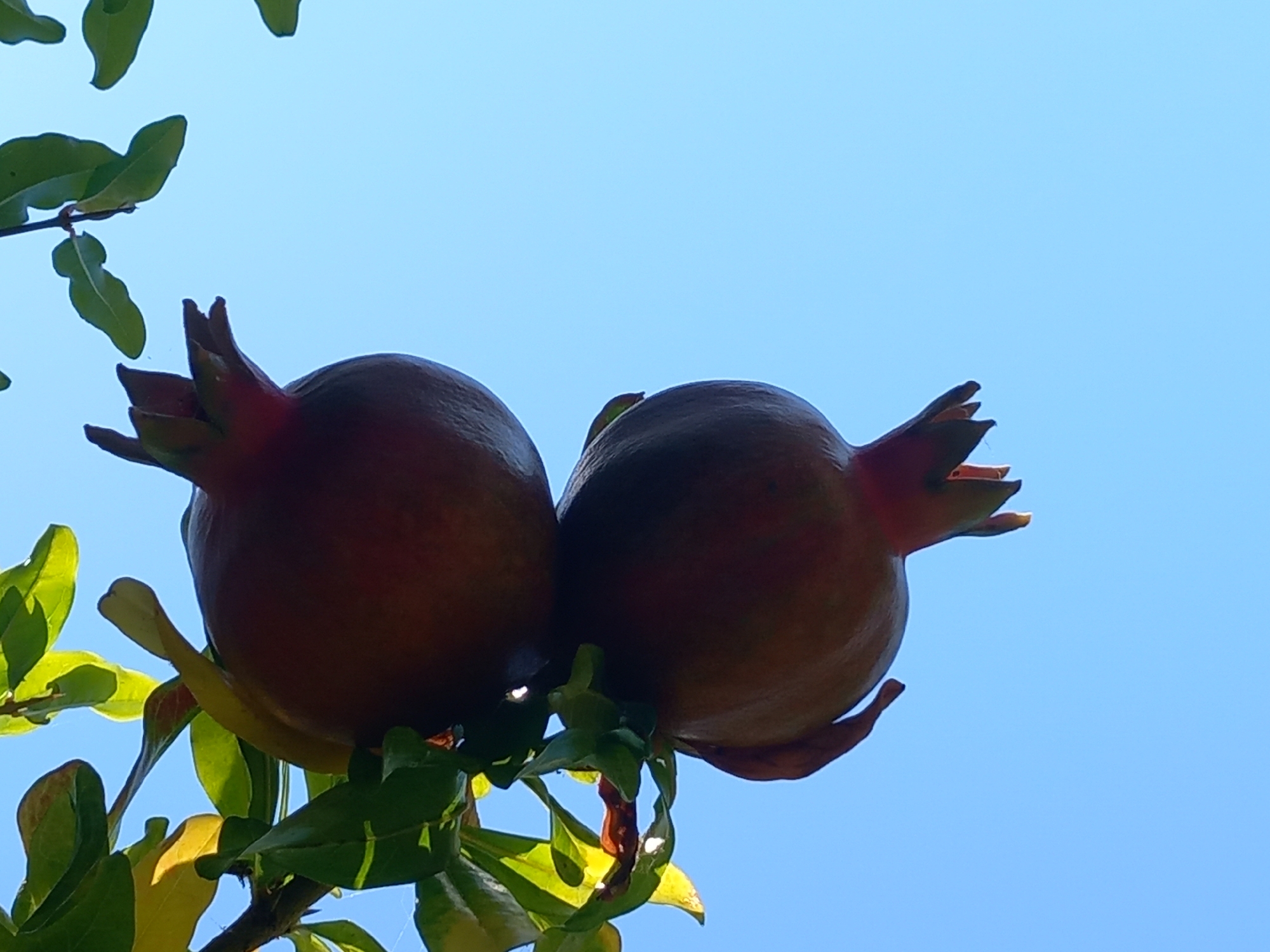 Two ripe pomegranates hang from a branch, silhouetted against a clear blue sky. The pomegranates are a deep reddish-brown and have a slightly bumpy texture. Their calyces, the leafy structures at the top, are visible and pointed. Green leaves, some of which are tinged with yellow, are clustered around the fruits. The image is captured from a low angle, looking upwards.