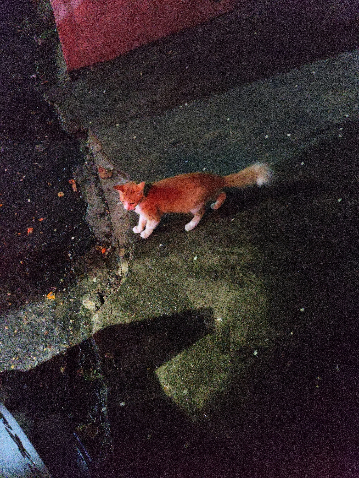 An orange and white cat stands on a wet, textured surface, possibly concrete or asphalt, at night. The ground is dark and speckled with what appear to be small white or light-colored objects, possibly debris or reflections. A shadow is cast on the ground, suggesting a light source from the right. To the left of the cat, the surface appears darker and more uneven, with scattered bits of orange and other small objects, potentially food scraps or litter. Behind the cat, a reddish-pink surface, possibly a wall or structure, is visible. The overall impression is that of an outdoor, urban environment at night. The image does not provide any specific visual cues to pinpoint the location to Lhokseumawe, Indonesia.