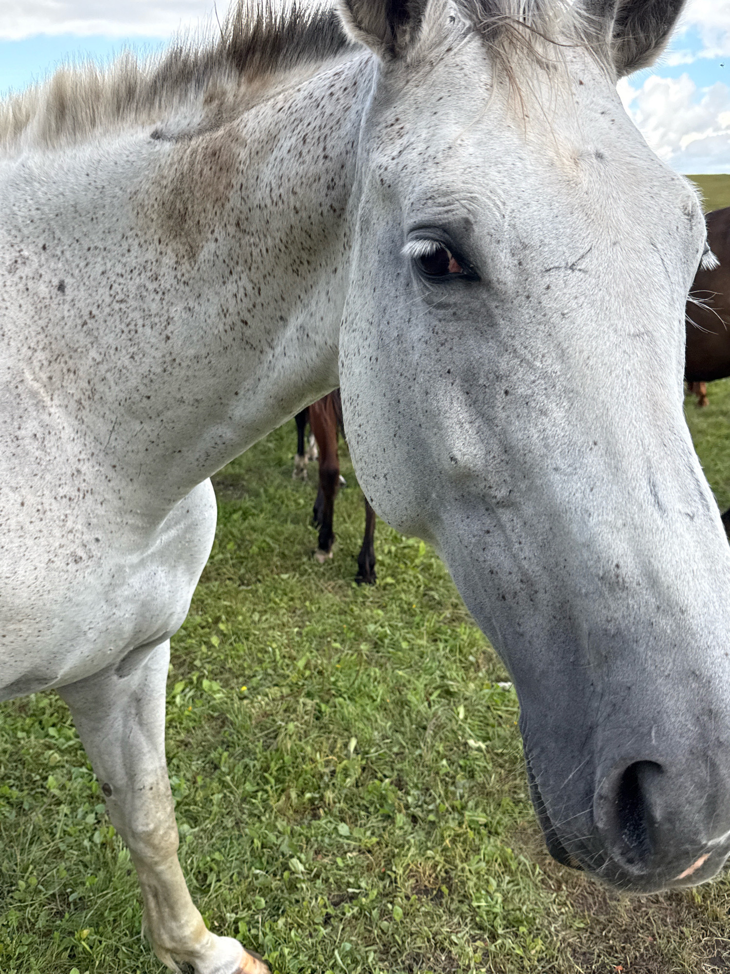 A close-up, medium shot captures the head and upper body of a light-colored horse with dark speckles. The horse's mane is black and stands erect along its neck. Its right eye, a dark brown, is visible and alert. The horse's snout is grey, with dark nostrils and a hint of pink on its lip. In the background, out of focus, a dark-colored horse is partially visible, along with green grass and a cloudy sky. The scene is set in a grassy field, likely in the rural surroundings of Galinė, Lithuania.