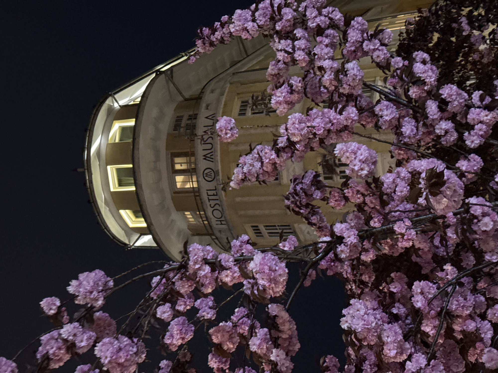 At night, a low-angle shot captures a cream-colored, multi-story rounded building with illuminated windows, partially obscured by flowering trees bearing dense clusters of pink blossoms. The building's facade displays the text "HOSTEL MUSALA" vertically. The background is dark, suggesting nighttime. The scene is in Varna, Bulgaria, where Hostel Musala is located.