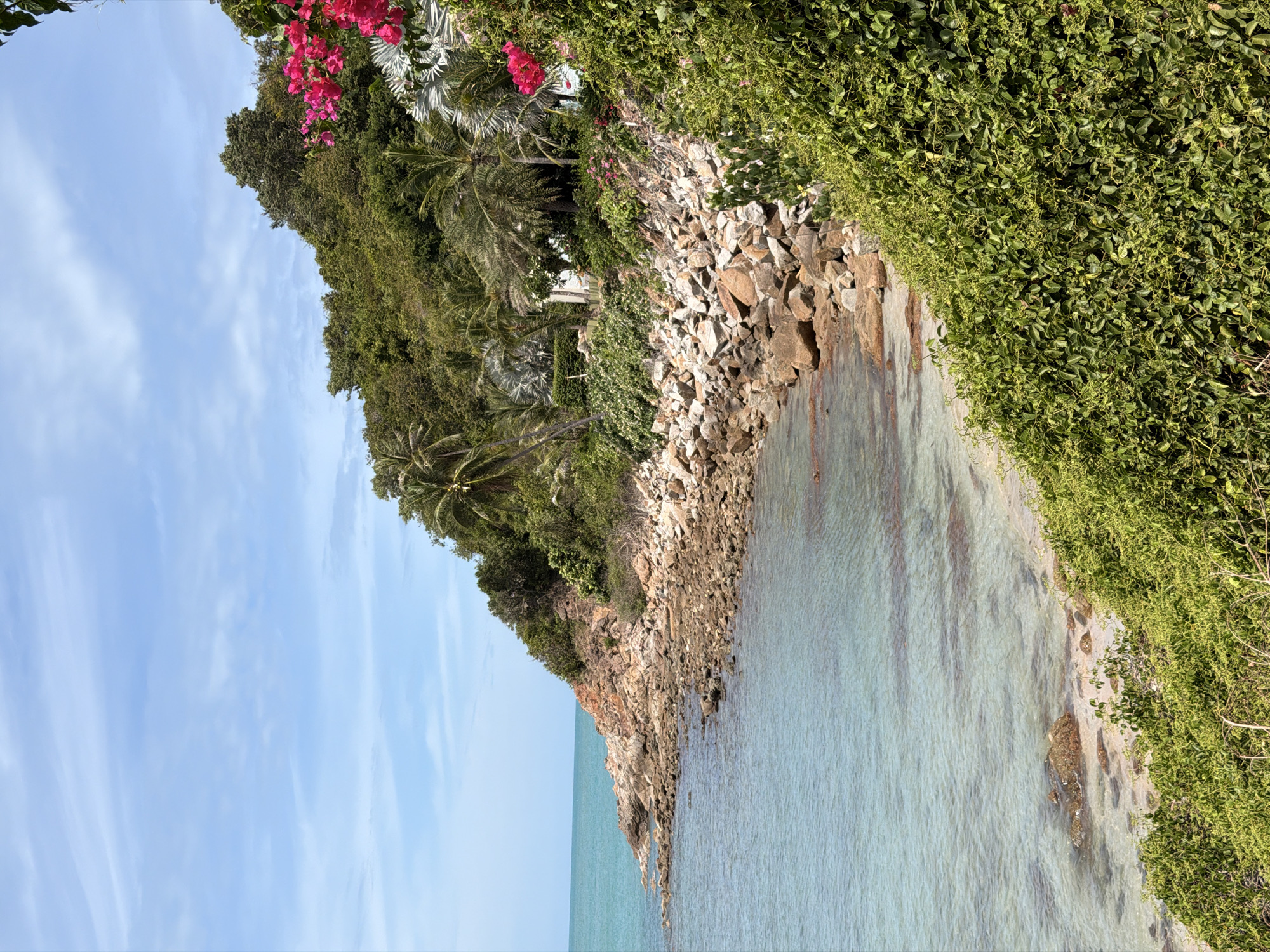 A vertical, medium shot captures a rocky coastline on a sunny day in Ko Samui District, Thailand. The foreground is dominated by a dense, vibrant green bush, its tendrils reaching down towards the viewer. To the left, the turquoise water of the Gulf of Thailand gently laps against a shore composed of various-sized rocks and a sandy bottom visible through the clear water. The coastline curves into the distance, forming a headland densely covered in lush green vegetation, including palm trees. Bright pink bougainvillea flowers are prominently displayed against the green foliage on the right side of the frame, adding a splash of color to the scene. The sky above is a pale blue with wispy white clouds. No people are visible in the image.