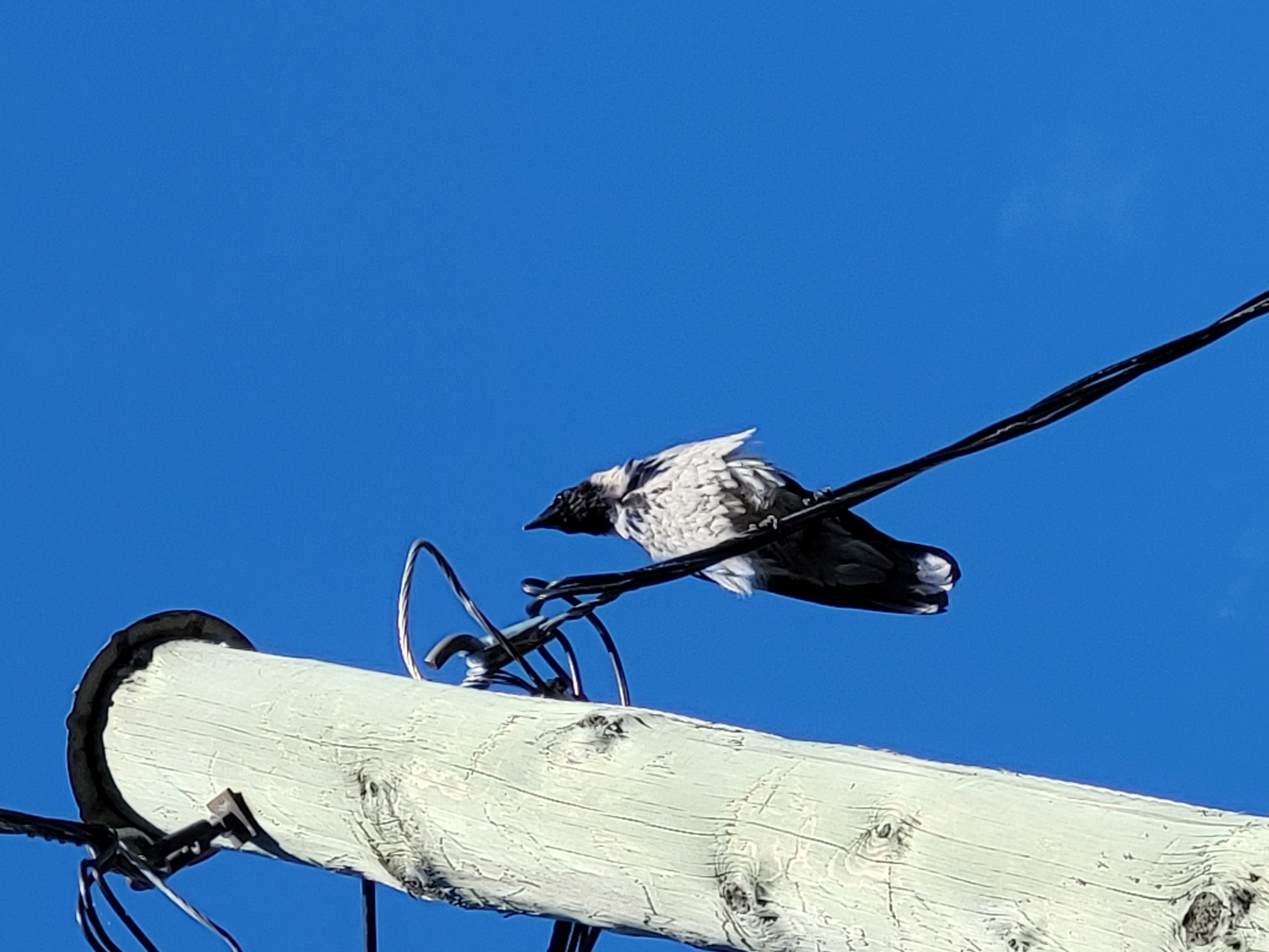 An eye-level, medium shot shows a hooded crow perched on a black wire, with a utility pole to its left and a bright blue sky in the background. The crow is facing away from the viewer, with its head tilted upwards and to the right. Its feathers are a mix of black and white, with some gray visible on its back. The crow's beak is black and pointed. The utility pole is light-colored and appears to be made of wood. It is positioned vertically on the left side of the frame and has several wires attached to it. The sky is clear and a vibrant blue, with no clouds visible. The image appears to have been taken in an outdoor urban setting.