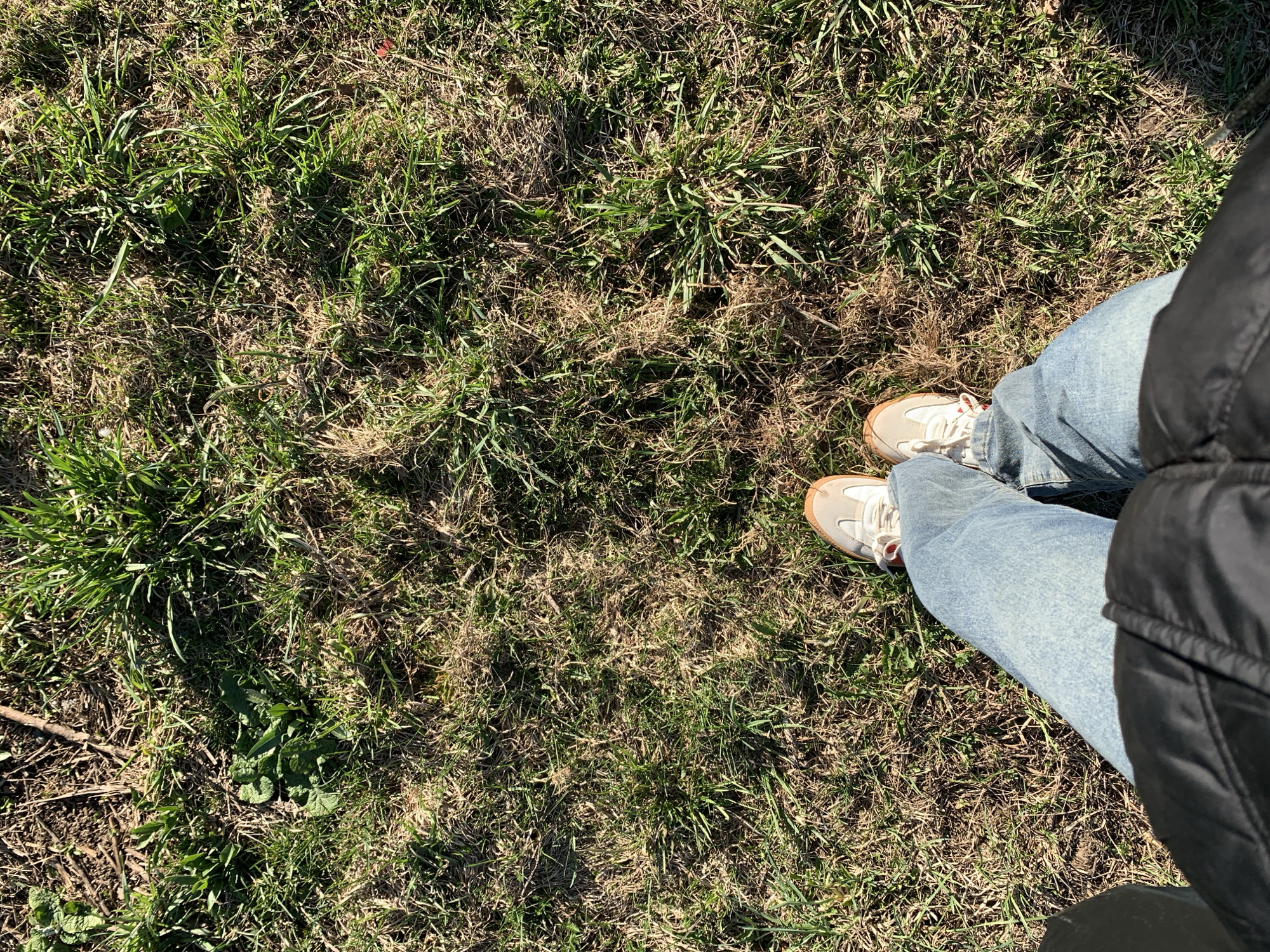 A high-angle shot shows the ground and the lower half of a person standing on it. The ground is covered in patchy grass, a mixture of green and brown, indicating some dead or dormant areas. There are also some small weeds scattered around.
The person is wearing light blue denim jeans and off-white sneakers with a tan sole. Part of a black jacket or coat is visible on the right side of the frame, suggesting the person is wearing outerwear.
The scene appears to be outdoors on a sunny day, given the shadows and lighting. The location is unknown and cannot be determined from the image.