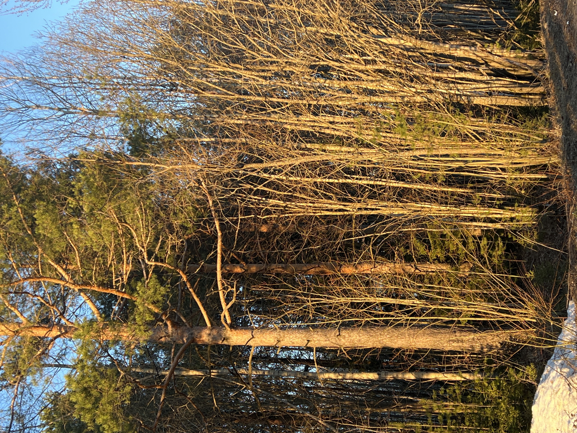 The image depicts a forest or wooded area, likely in Berezniki, Russia. There's a mix of evergreen and deciduous trees. Some trees are full with green foliage, while others have bare branches suggesting it could be late autumn or winter. Sunlight is prominent, casting shadows and highlighting textures of tree bark and branches. Snow is visible in the lower right portion of the image. No people, subjects, objects, actions, or interactions are directly visible beyond the trees themselves.
