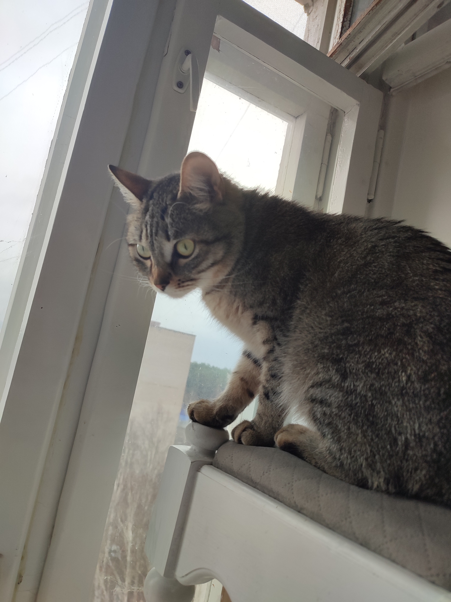 A tabby cat is perched on a cushioned surface in front of a window. The cat is gazing out of the window. The window frame is white. The outside is out of focus. The exact location in the city of Unknown, Unknown cannot be identified based on the provided image.