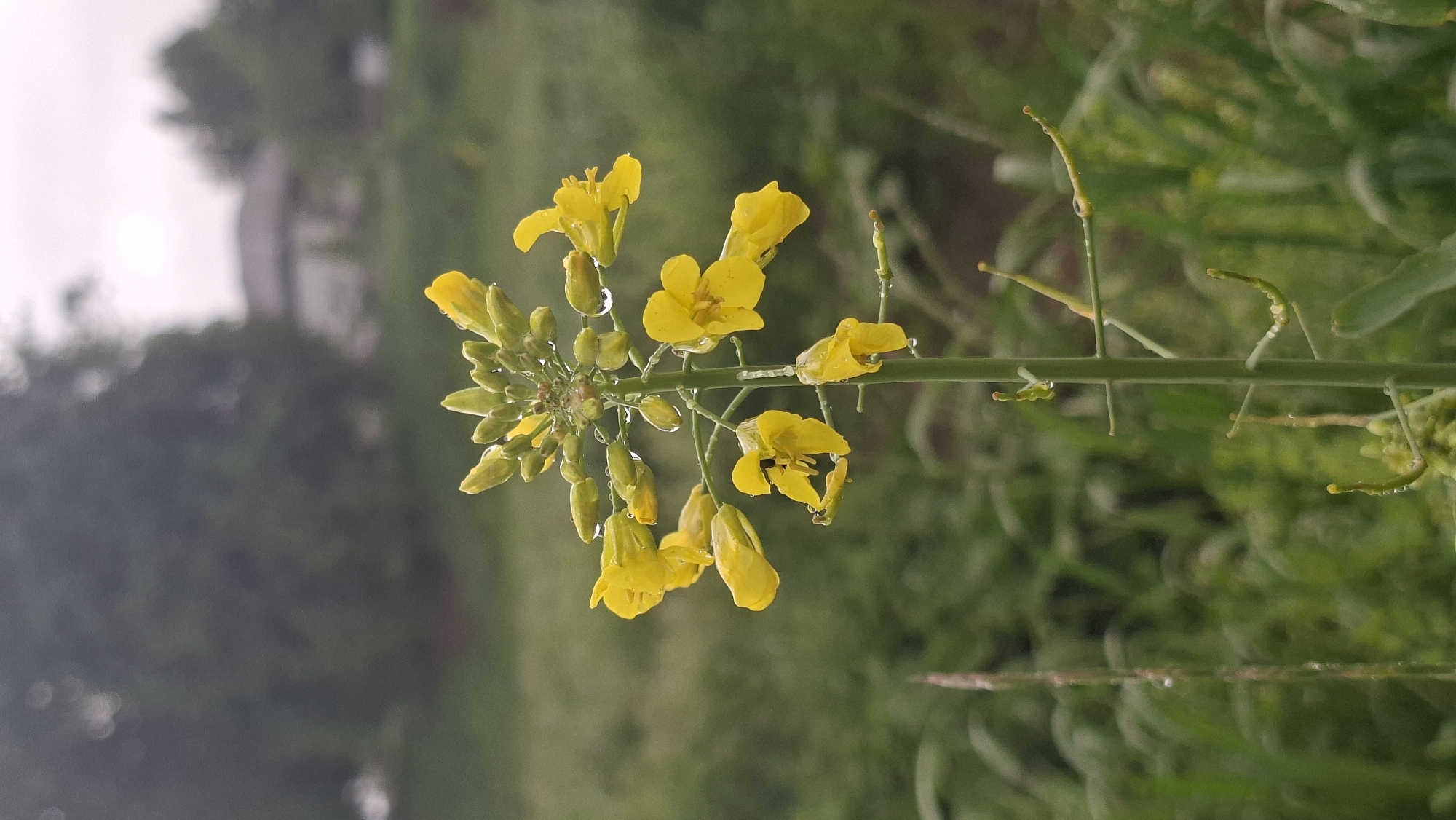 The image shows a close-up of a rapeseed (Brassica napus) plant in bloom. The plant features bright yellow flowers and buds covered with droplets of water. The background is blurred, showing greenery and some indistinct structures. The image was taken in Забалоцкі сельскі Савет, Belarus.