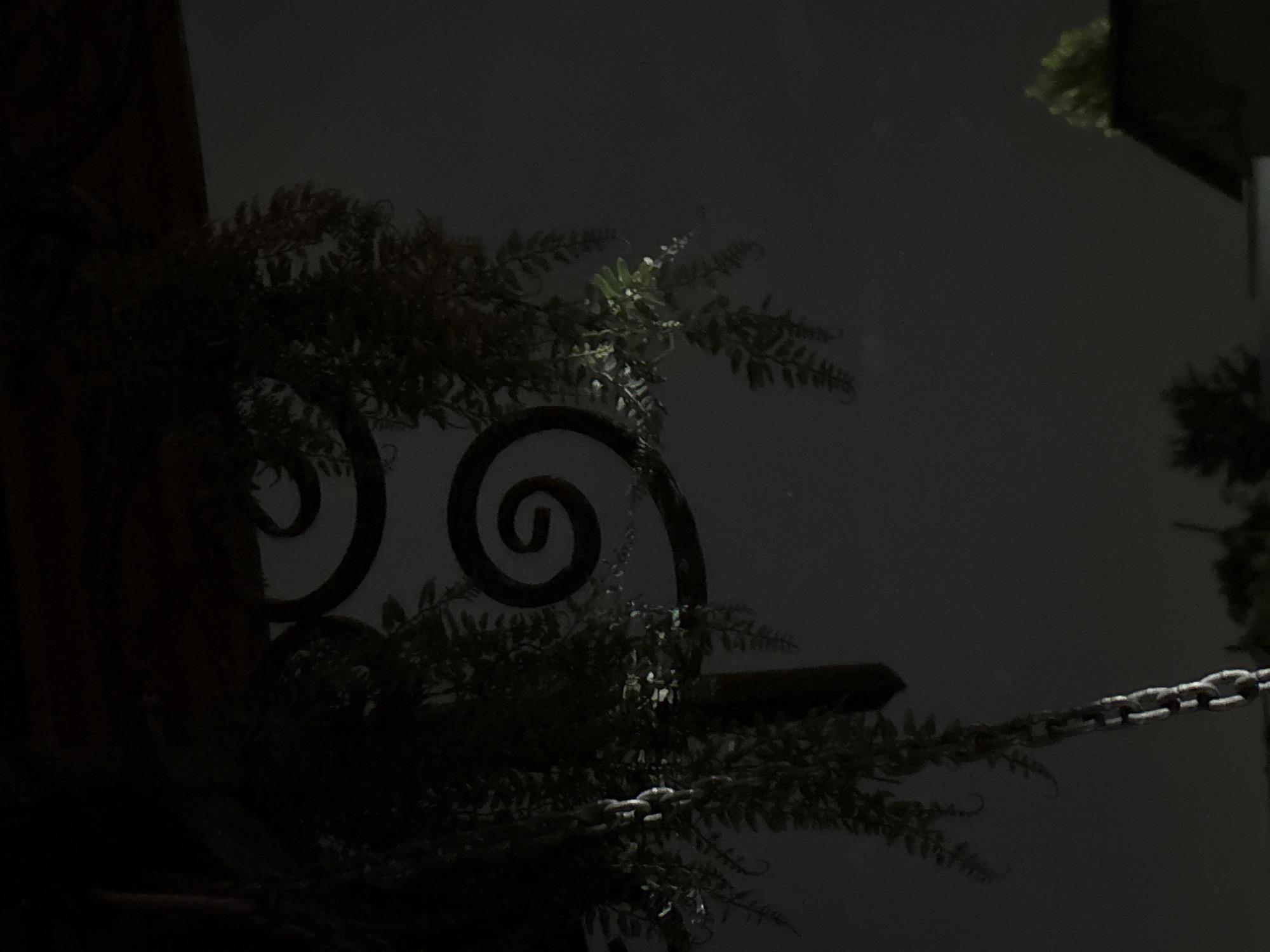 This media file shows a close-up view of a wrought iron decorative element, likely part of a fence or gate, adorned with greenery. The ironwork features two prominent spiral designs. Surrounding and interwoven with the iron is a plant with feathery leaves, resembling a fern. Some of the leaves are illuminated by a light source, creating highlights, while much of the scene is in shadow, suggesting it might be dusk or nighttime. A metal chain is visible in the lower right portion of the image, extending horizontally. The background is a dark, muted gray. The overall mood is somewhat mysterious due to the low light and shadows. No people or specific location cues beyond the general setting of outdoor decorative elements are discernible. The low light conditions make it difficult to ascertain the exact time of day or weather. There is no visible text in the image.