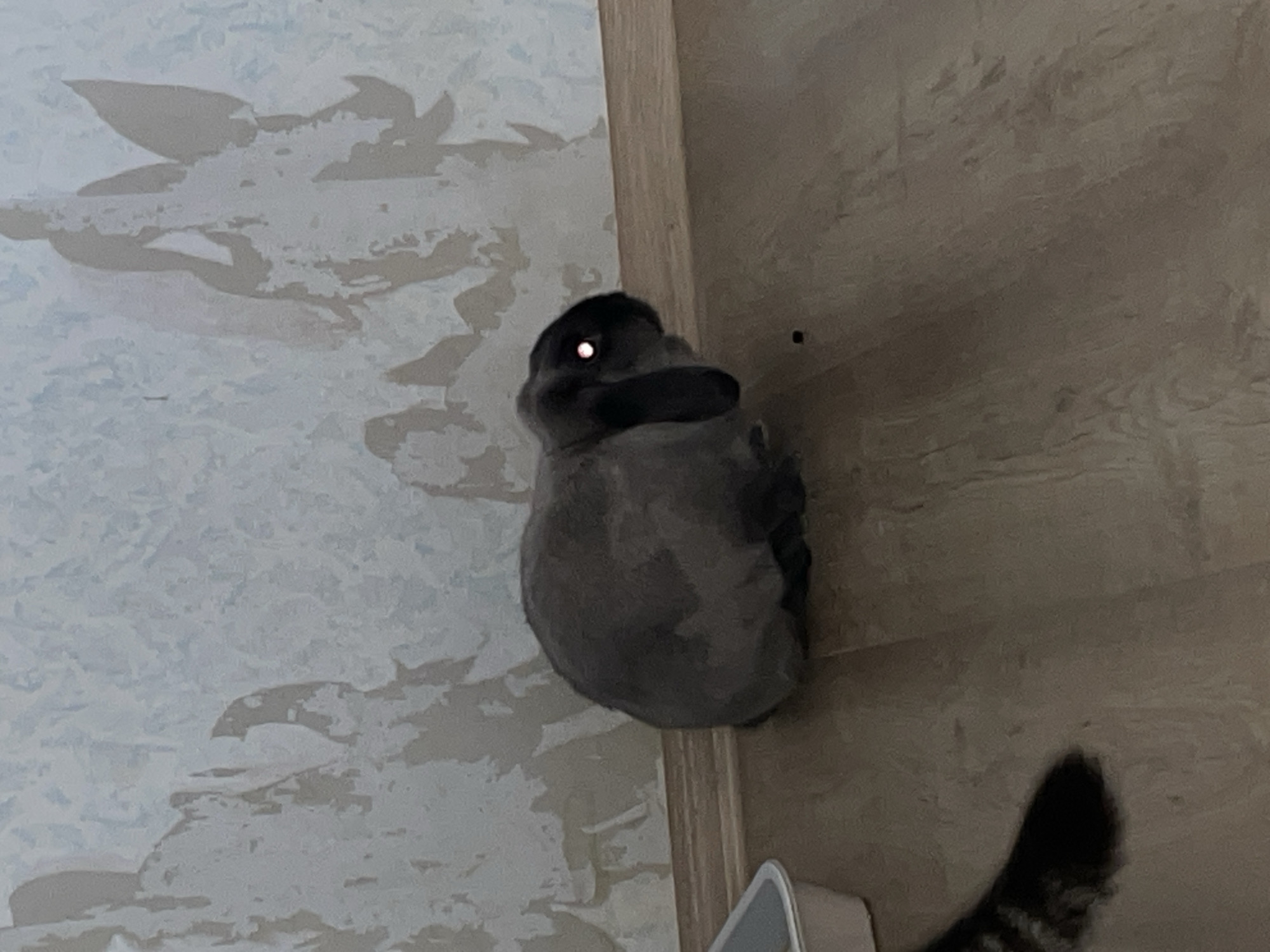 A fluffy, grey bird is perched on a corner, with its head turned towards the viewer. The bird's eye is illuminated by a bright, white reflection, creating an eerie glow. Its body is round and plump, and its feathers appear soft and dense. The bird is positioned against a backdrop of textured wallpaper with a light blue and beige pattern. To the right of the bird, a wooden wall meets the wallpaper at a corner. The lighting in the scene suggests it might be indoors, possibly at dusk or with artificial light. The overall impression is one of stillness, with the bird appearing alert and possibly curious. In the lower right portion of the frame, the striped tail of a cat is partially visible, hinting at another presence in the room. The image has a slightly grainy texture, suggesting it was taken in low light conditions or with a digital camera.