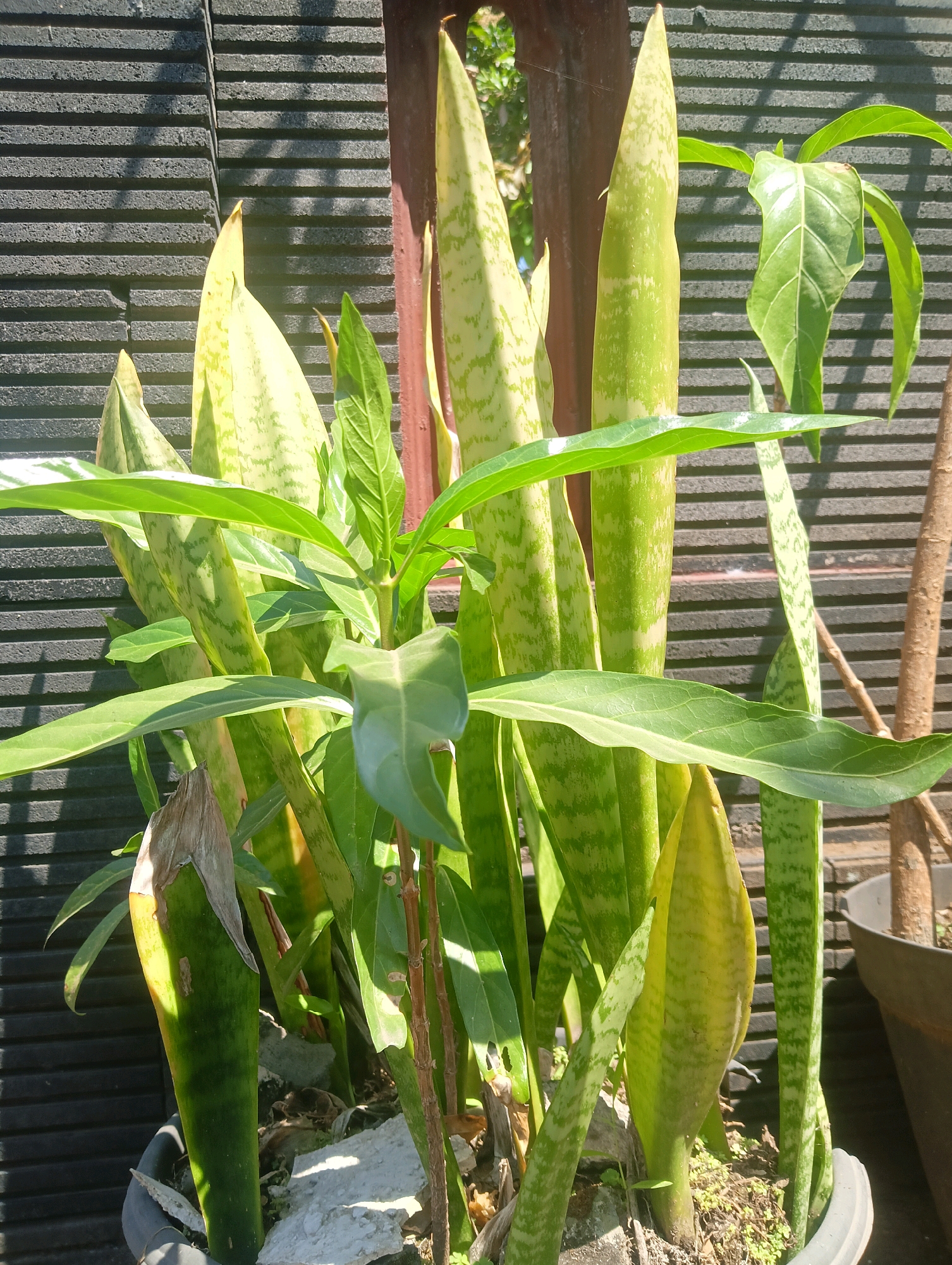 A potted plant arrangement features several snake plants with their characteristic sword-shaped, variegated leaves. In the foreground, a central plant with broader, darker green leaves and a lighter green stem is prominent. The snake plants display varying shades of green with mottled patterns. The plants are situated outdoors against a dark, textured wall composed of horizontal, rectangular elements. Sunlight casts shadows across the wall and onto the plants, indicating it is daytime. To the right of the arrangement, a brown, rough-textured plant stem is visible, and a dark pot is partially seen. The environment appears to be a garden or outdoor space in Kromengan, Indonesia.
