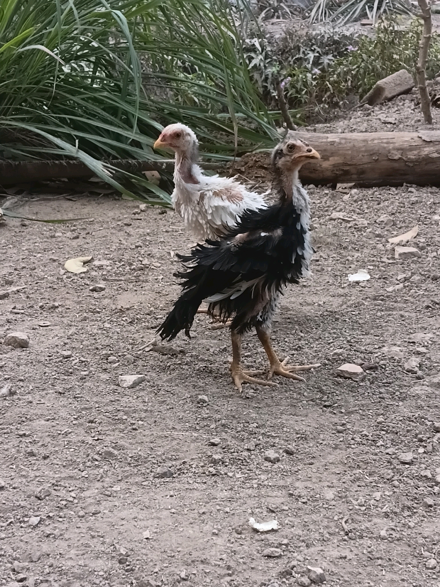 Two young chickens, one with white and brown feathers and the other with black and grey feathers, stand on a dirt and gravel ground. Behind them, tall green grass and a wooden log are visible. The scene appears to be an outdoor enclosure, possibly in a rural or semi-rural setting. The chickens are positioned in a way that suggests they are interacting or observing something in their environment. The overall impression is one of a natural, uncultivated space. There is no identifiable information that places this image specifically in Margo Rukun, Indonesia.