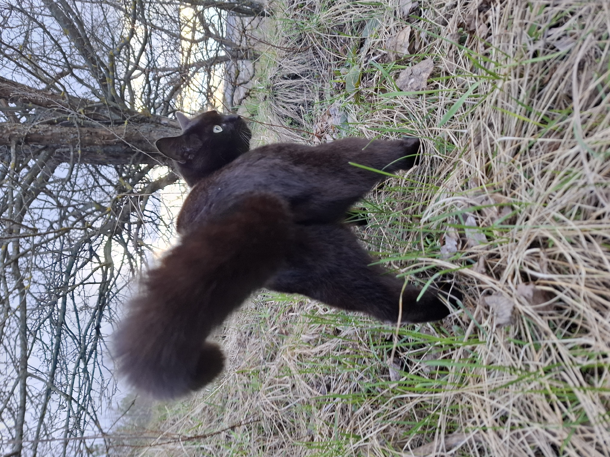 A black cat with a fluffy tail lies in the grass. The cat is positioned diagonally across the frame, looking up towards bare tree branches. The setting appears to be outdoors, in a grassy area. Based on the prompt, the location is Khlevnoye, Russia.