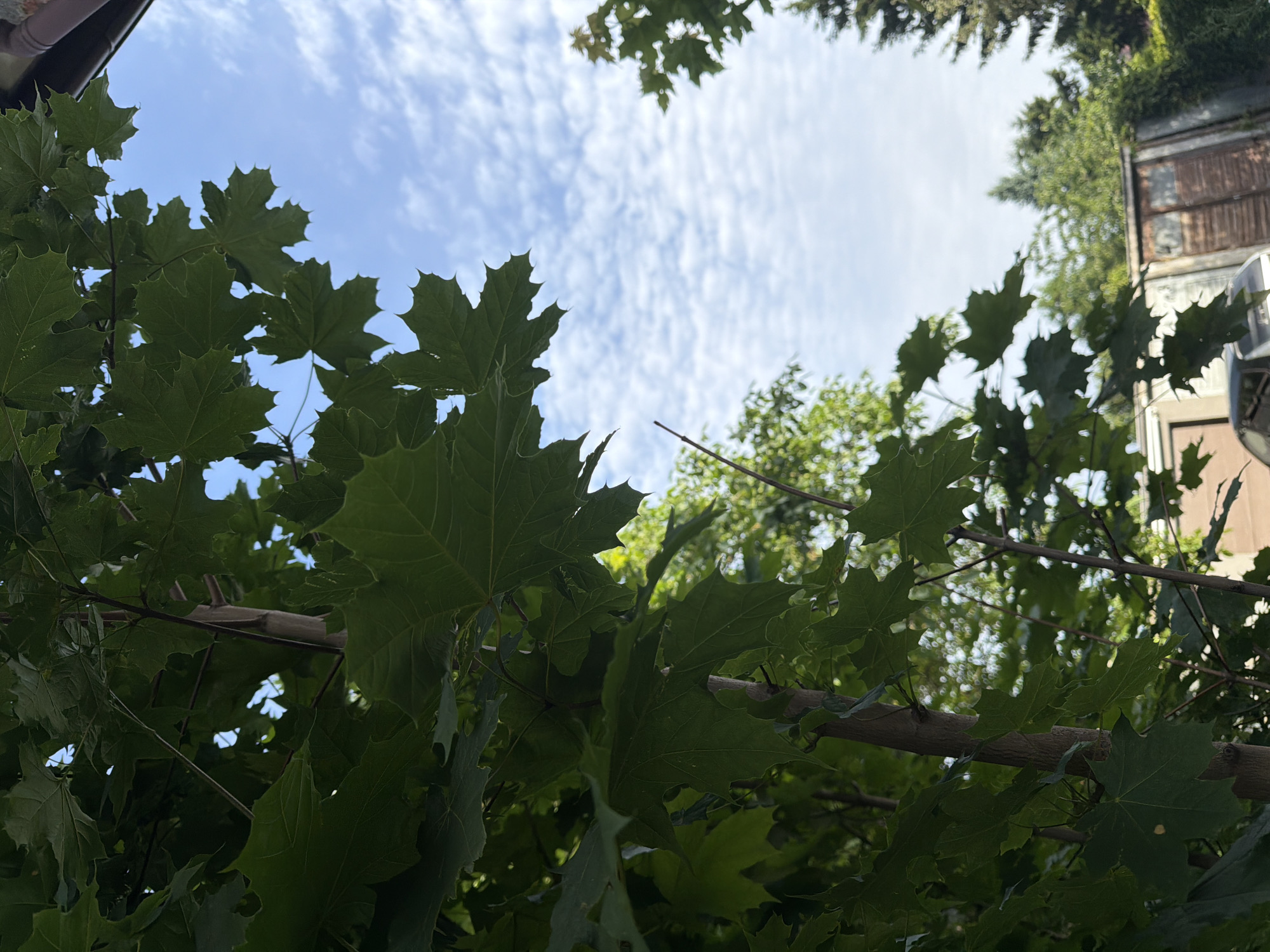 This image captures a portion of a residential backyard in Szczecin, Poland, on a bright, partly cloudy day. The foreground is dominated by the lush green leaves and thin branches of a young maple tree, its foliage obscuring a significant portion of the view. The branches appear to be supported by thin wooden stakes.
Beyond the tree, the sky is a vibrant blue, dotted with scattered, wispy white clouds. In the middle ground, glimpses of other trees and greenery can be seen. To the right, a weathered, corrugated metal shed with wooden doors is visible. A car is partially visible in the lower left corner of the frame. The overall impression is one of a typical suburban or urban backyard setting.