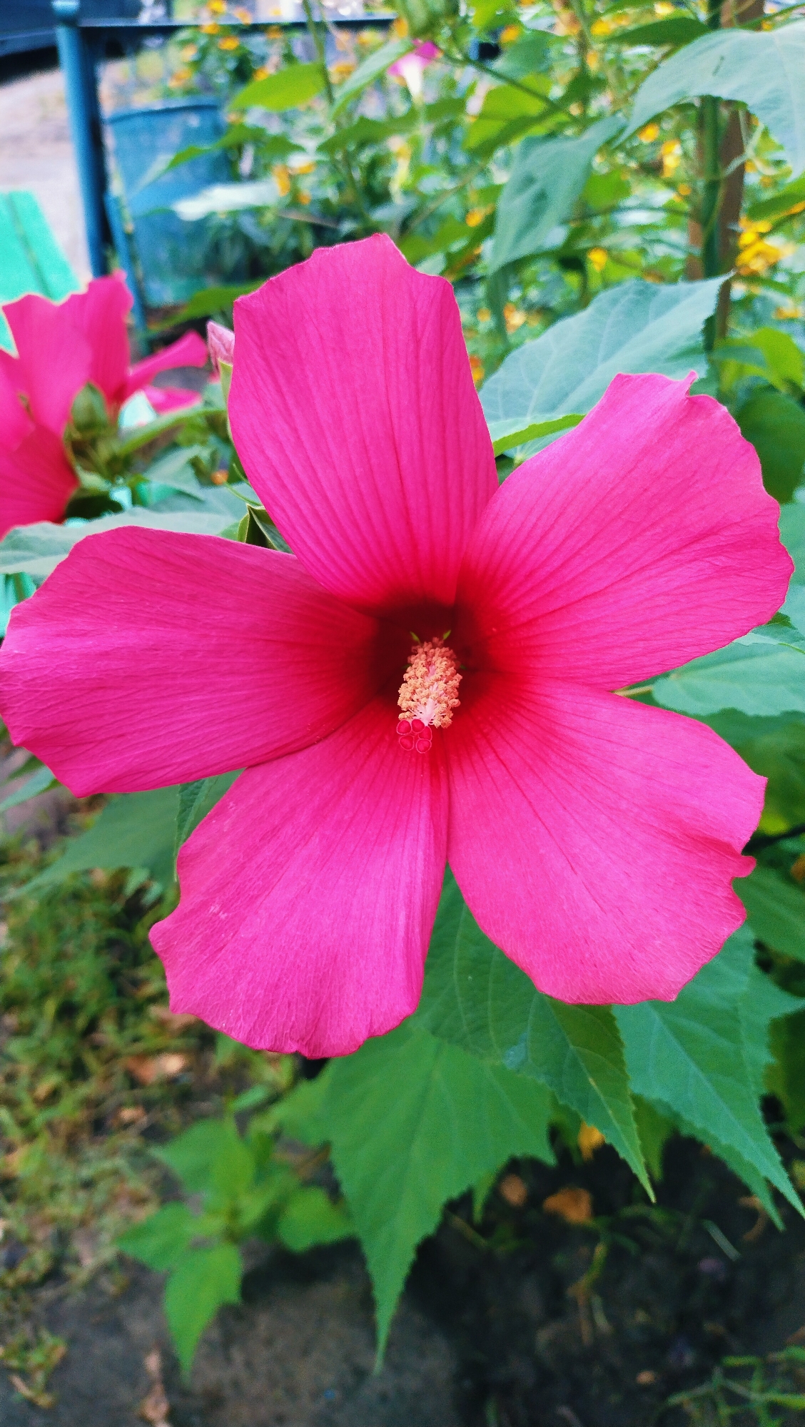 A close-up, vertical shot captures a vibrant pink hibiscus flower in full bloom. The flower's five petals are prominently displayed, radiating outward from a central stamen and pistil cluster which appears light yellow and textured. The petals have a delicate, veined texture and slightly ruffled edges. In the background, out of focus, are green leaves of the same plant and other greenery, suggesting an outdoor garden setting. Further in the background, blurred elements hint at a park or public space, possibly with a blue structure and a green bench visible on the left side, consistent with the urban landscape of Horishni Plavni, Ukraine.