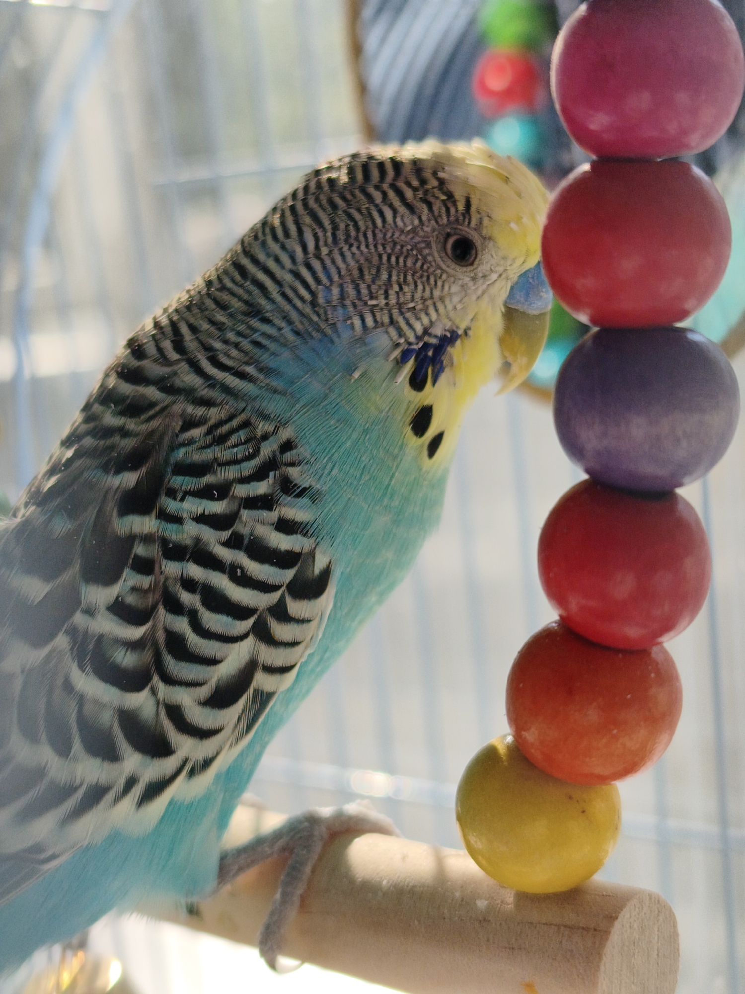 A budgie is perched on a wooden dowel inside a cage. The budgie is primarily turquoise with black and white markings on its wings and head. It has a yellow head with black spots and a blue beak. A string of colorful wooden beads hangs to the right of the budgie. The background is blurred, but appears to be a brightly lit indoor environment with cage bars visible. There is no indication of the city of Chaikovsky, Russia in this image.