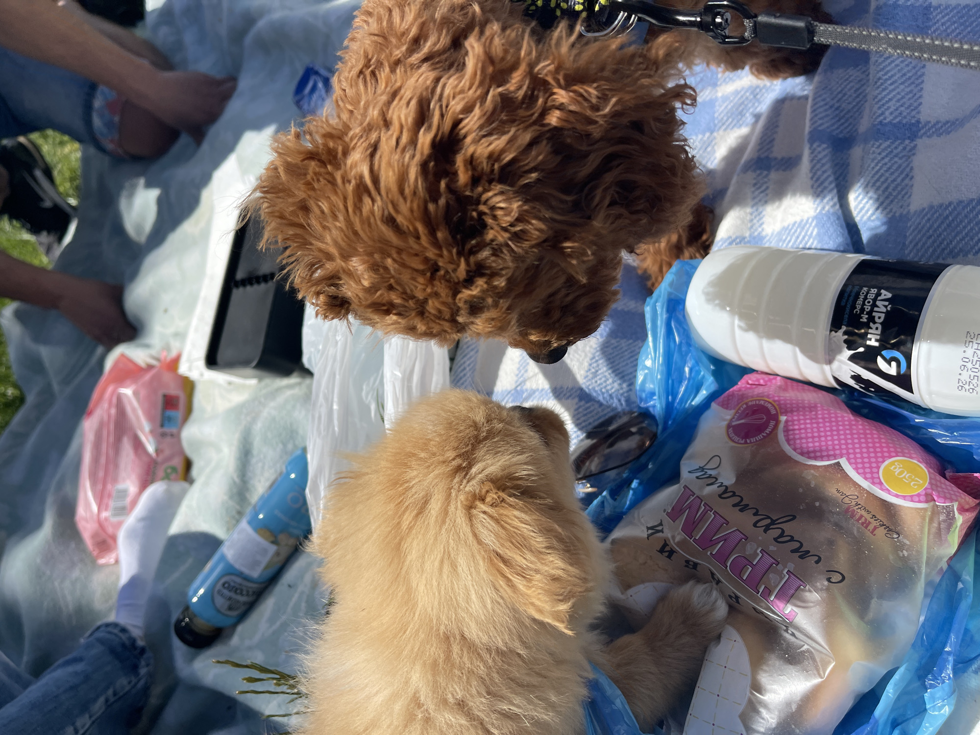 A picnic scene is captured from an elevated perspective, likely on a blanket, with two dogs as the central subjects. One dog has light golden-brown fur, and the other has darker, reddish-brown, curly fur. The darker dog is closer to the upper center of the frame.
Various items associated with a picnic are visible: a plastic bag containing cookies with jam in pink packaging, a bottle of Ayran, a milky dairy drink common in Bulgaria, and other food items. A bottle of what appears to be baby food or snack and a half-eaten bag of chips are also scattered nearby.
Parts of people are visible around the edges of the frame, including a foot wearing a white sock and denim-clad legs. The setting appears to be outdoors, presumably in a park or garden in Sofia, Bulgaria, given the product labeling and the mention of the city.