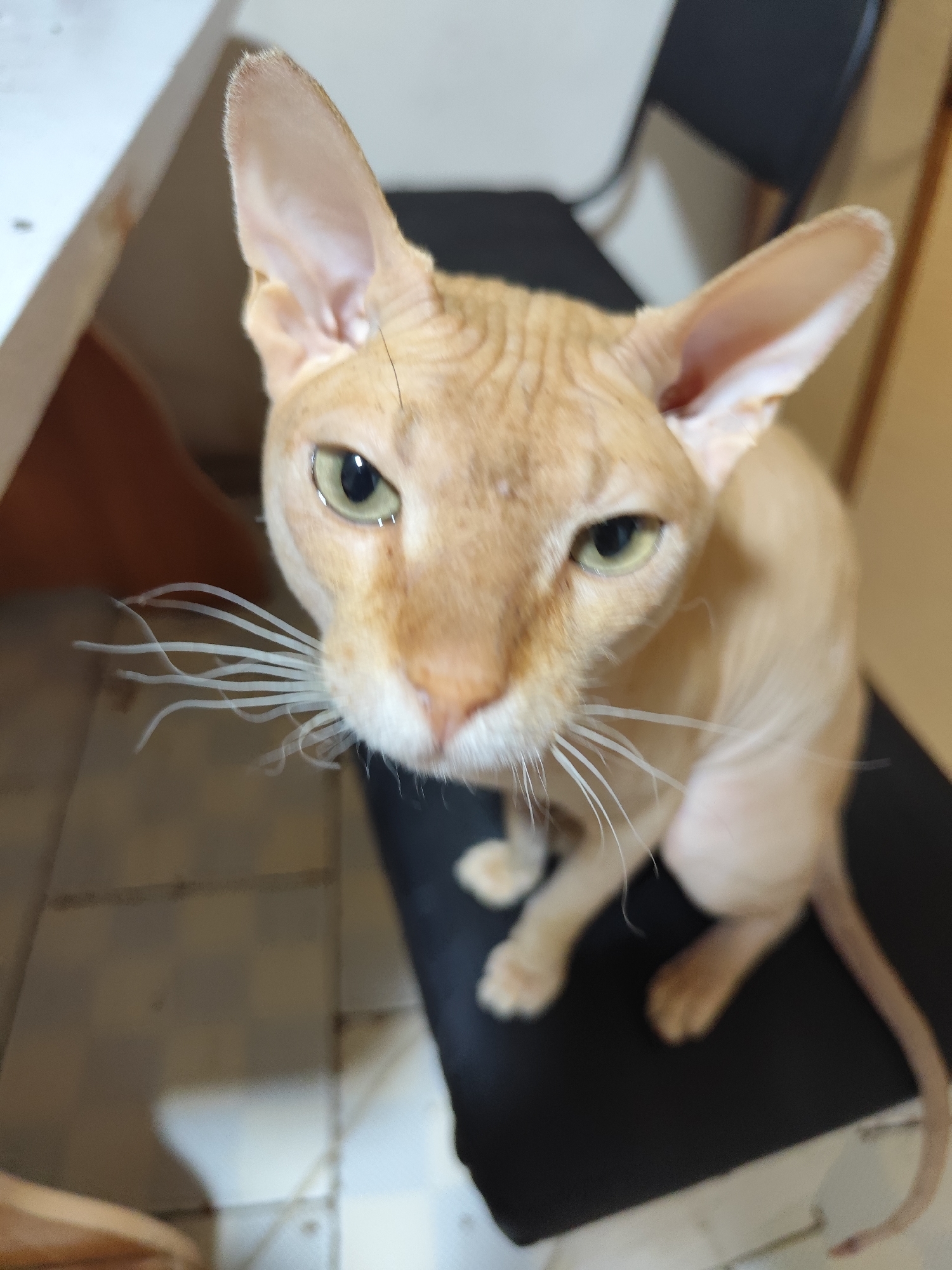 A close-up, eye-level, vertical shot captures a light orange Sphynx cat with large ears and prominent whiskers sitting on a black surface. The cat is facing the camera directly with its head tilted slightly. Its large green eyes are looking forward. The cat's skin appears wrinkled and it has a short, sparse coat. The background is out of focus, showing hints of furniture and what appears to be a tiled floor, suggesting an indoor domestic setting, likely a home. The image does not provide any specific geographical markers that would allow for pinpointing its location within Aksukent, Kazakhstan.
