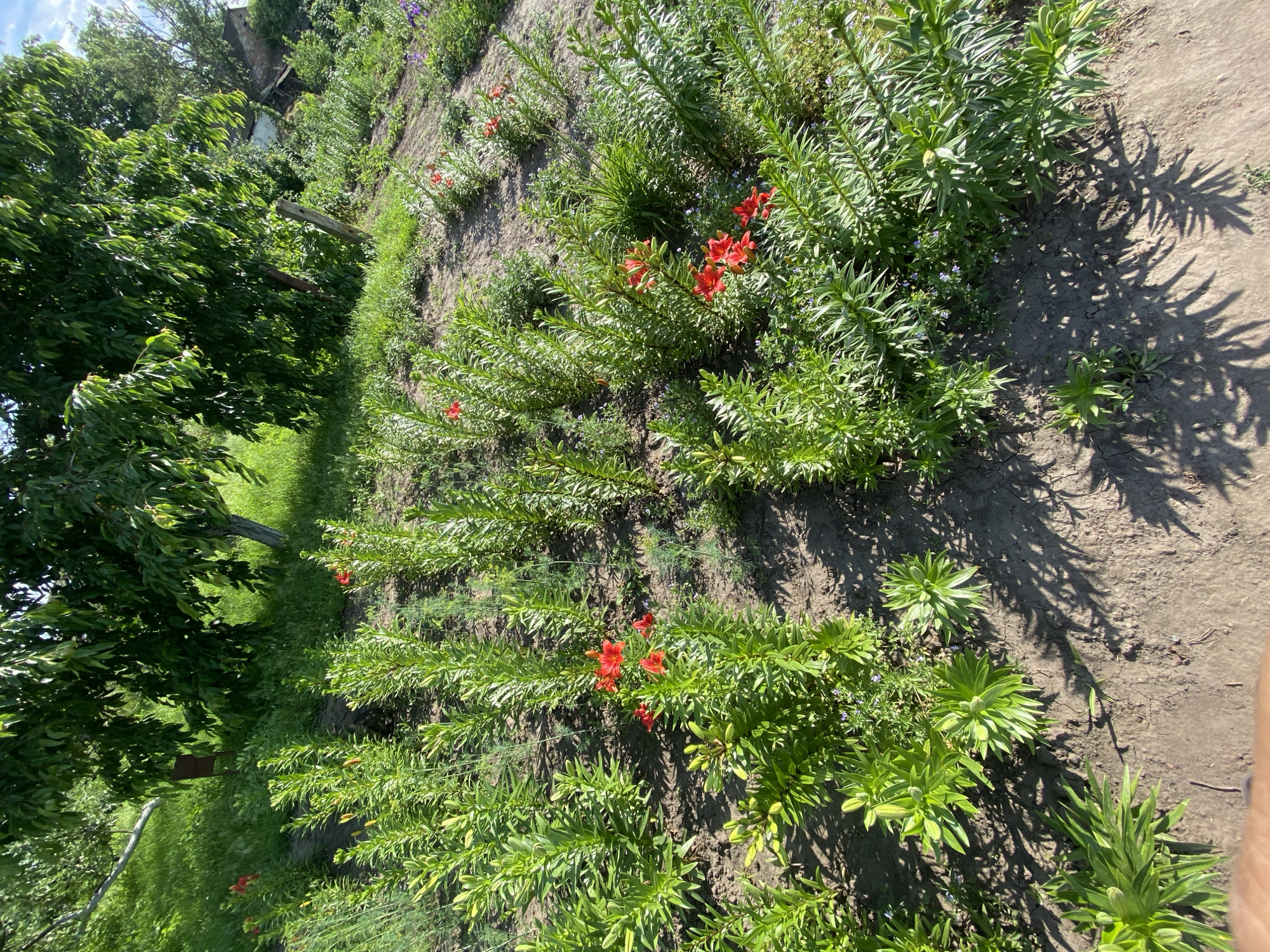 The photograph captures an outdoor scene in Ustyvytsia, Ukraine, featuring a garden bed filled with numerous tall, green plants, some bearing vibrant red lily flowers. The plants are arranged in rows, suggesting a cultivated garden. The ground is mostly bare soil, with some dry, cracked patches. In the background, a large tree with dense green foliage casts shadows on the garden. Further back, a dilapidated building and more greenery are visible, hinting at a rural or semi-rural environment. The lighting suggests a sunny day.