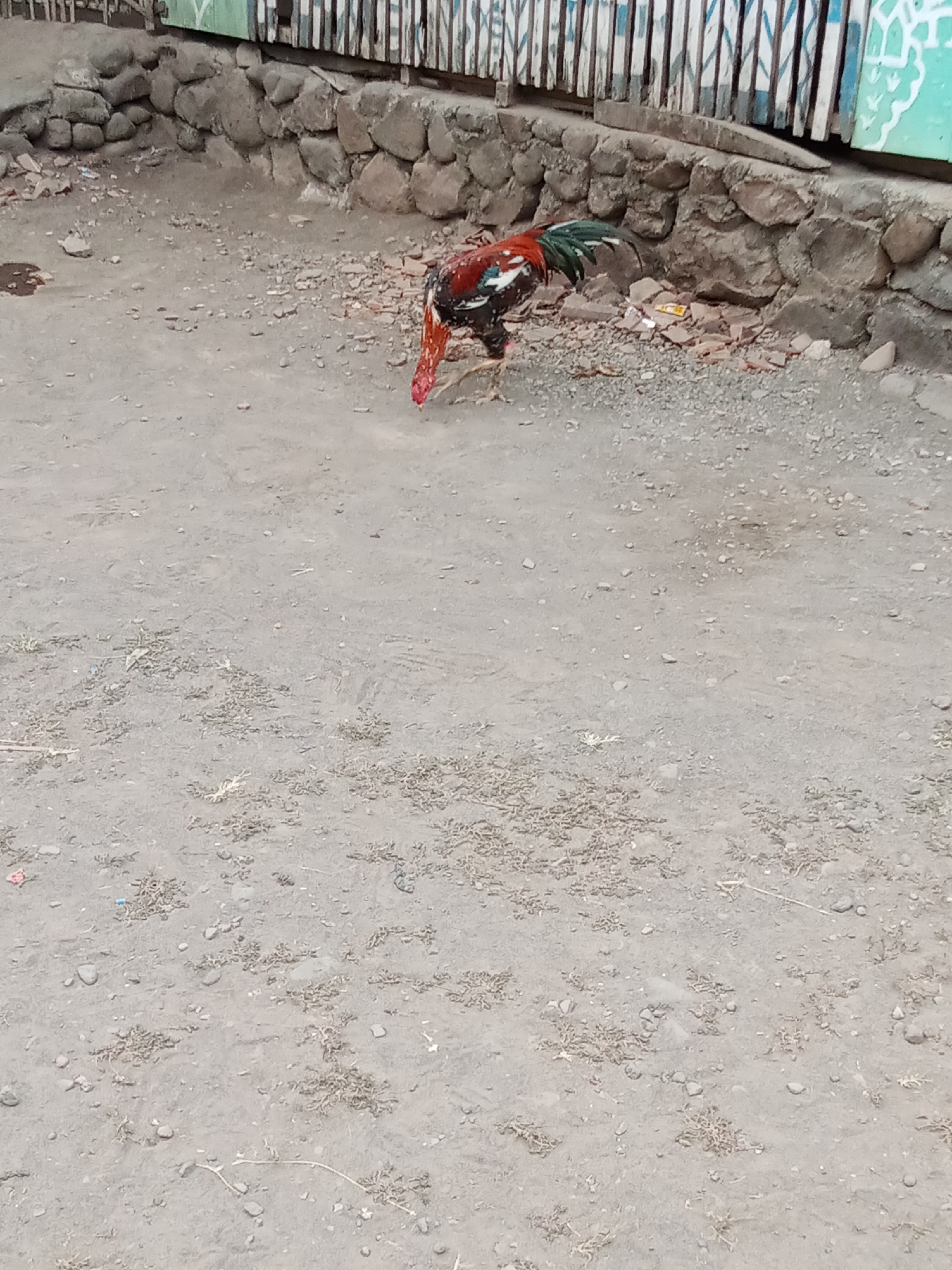 The image shows a rooster foraging on a dirt ground in Selowogo, Indonesia. The rooster has black, red, and green plumage. Behind the rooster, there is a low stone wall, and behind that, a wooden fence with white and blue vertical slats. The ground is covered with dirt, small stones, and some scattered debris. The scene appears to be an outdoor area, possibly a yard or a street.