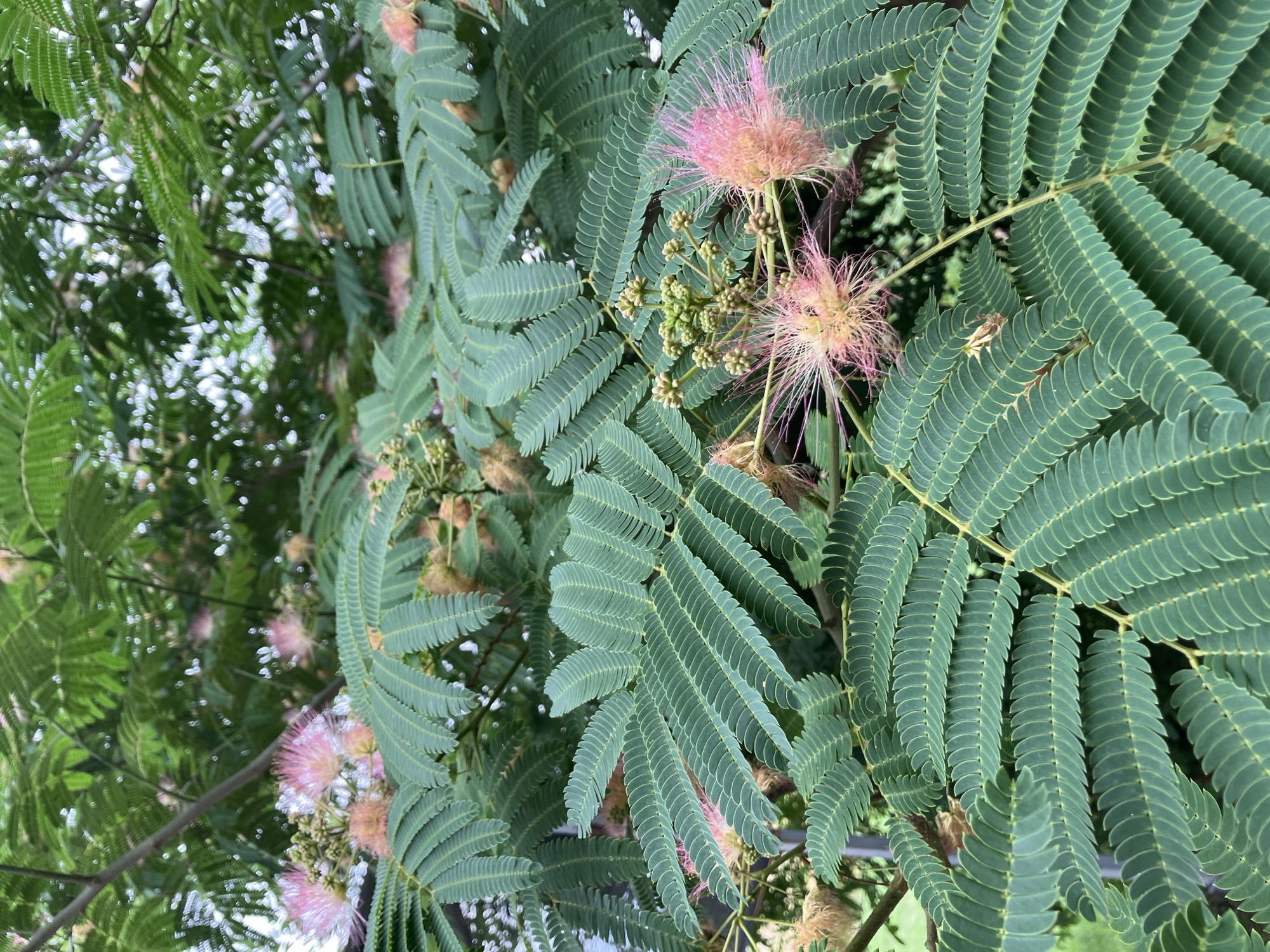 The image shows a close-up view of a Mimosa tree in bloom, likely within the city of Gallikos, Greece. The foliage is dense and consists of numerous pinnately compound leaves, each with many small, elongated leaflets. The leaves are a vibrant green and exhibit a delicate, feathery texture. Interspersed among the leaves are the distinctive pink, fluffy flowers of the Mimosa tree, appearing as spherical clusters of delicate filaments. Some buds are also visible, appearing as small, green, clustered spheres. The background is a soft blur of green foliage and dappled light, suggesting an outdoor setting under a canopy of trees. The lighting is soft and diffused, indicating it might be a cloudy day or the image was taken in shade. There are no people or animals visible in the image.