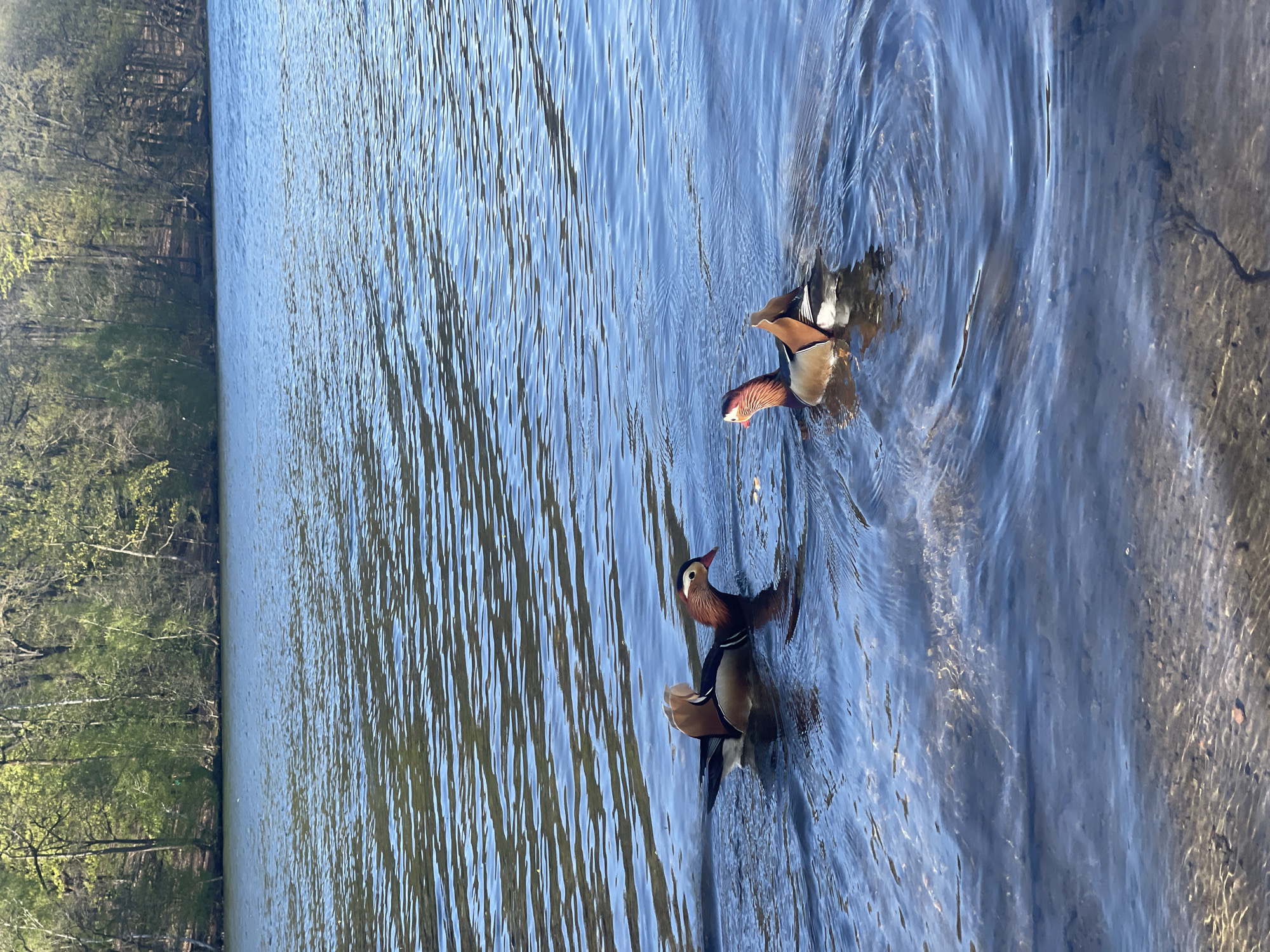 The image shows three Mandarin ducks swimming in a body of water. The water appears to be a lake or pond, and the surface is rippled with gentle waves. The ducks are close to the edge of the water, near a bank. The far bank of the body of water is lined with trees.
While it is not possible to definitively determine the location from the image, Mandarin ducks can be found in Berlin, Germany, so it is possible that the photo was taken there. More specifically, they are often spotted in the Tiergarten or along the Landwehr Canal. Without more information, it is impossible to identify the precise location within Berlin.