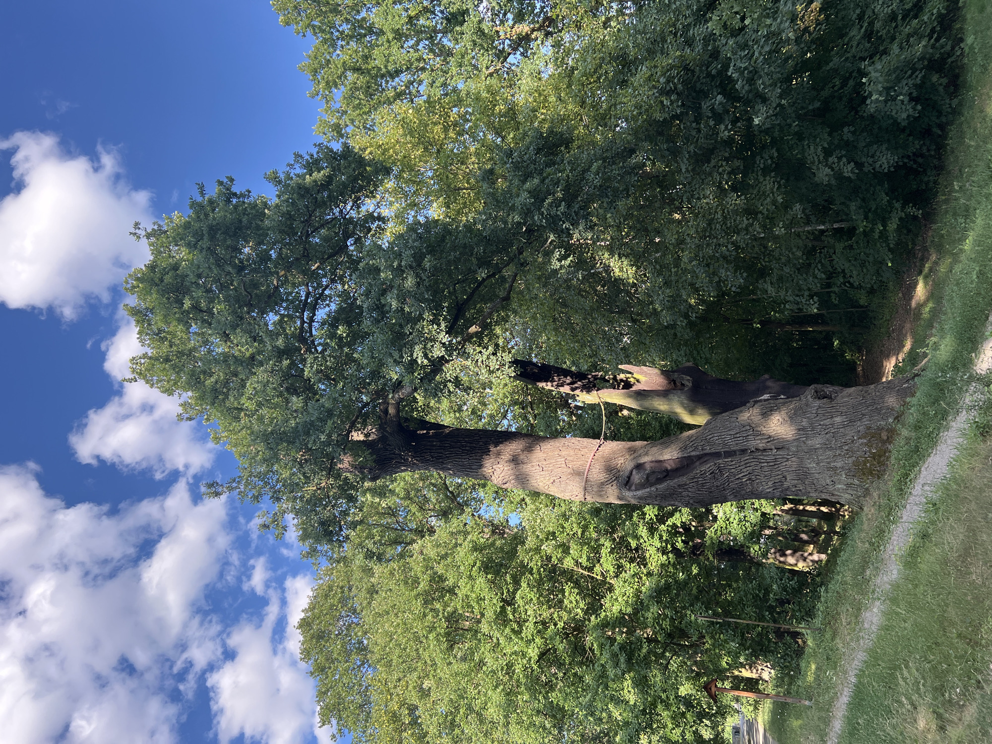 An old, large oak tree with a thick, gnarled trunk and a partially hollowed-out section is the central subject of this image. A red rope is tied around the trunk. The tree is surrounded by other lush green trees, suggesting a wooded or park-like environment. The ground in front of the tree is covered with grass and a dirt path. In the background, a bright blue sky with scattered white clouds is visible. The lighting suggests it is daytime, likely late morning or early afternoon, with sunlight casting shadows on the tree and the ground. The image appears to be taken in a natural outdoor setting. The tree is located in the area of **Pilsen, Czechia**.