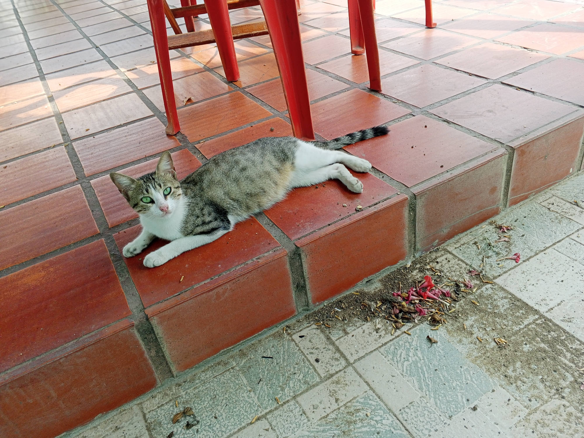 A cat with grey tabby markings and white paws and belly is lying on a reddish-brown tiled surface, likely a step, in an outdoor setting. The cat has green eyes and is looking towards the viewer. The legs of a red chair are visible in the background, suggesting a patio or outdoor seating area. A small pile of debris, possibly fallen flower petals and leaves, is present on the ground next to the tiled step. The location is Tinaquillo, Venezuela.