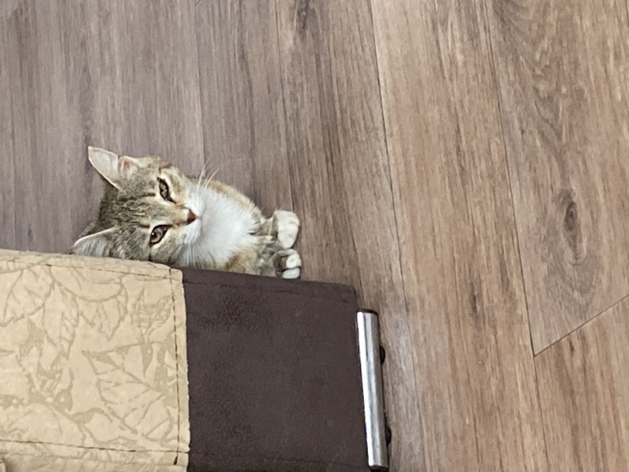 A young tabby cat with white paws peeks from behind a patterned fabric and brown upholstery object. The cat's face is partially visible, with alert eyes and whiskers. The background consists of a wooden floor. The scene is indoors, in what appears to be a domestic setting, potentially within a home in Nadezhdino, Russia. There are no people visible in the image.