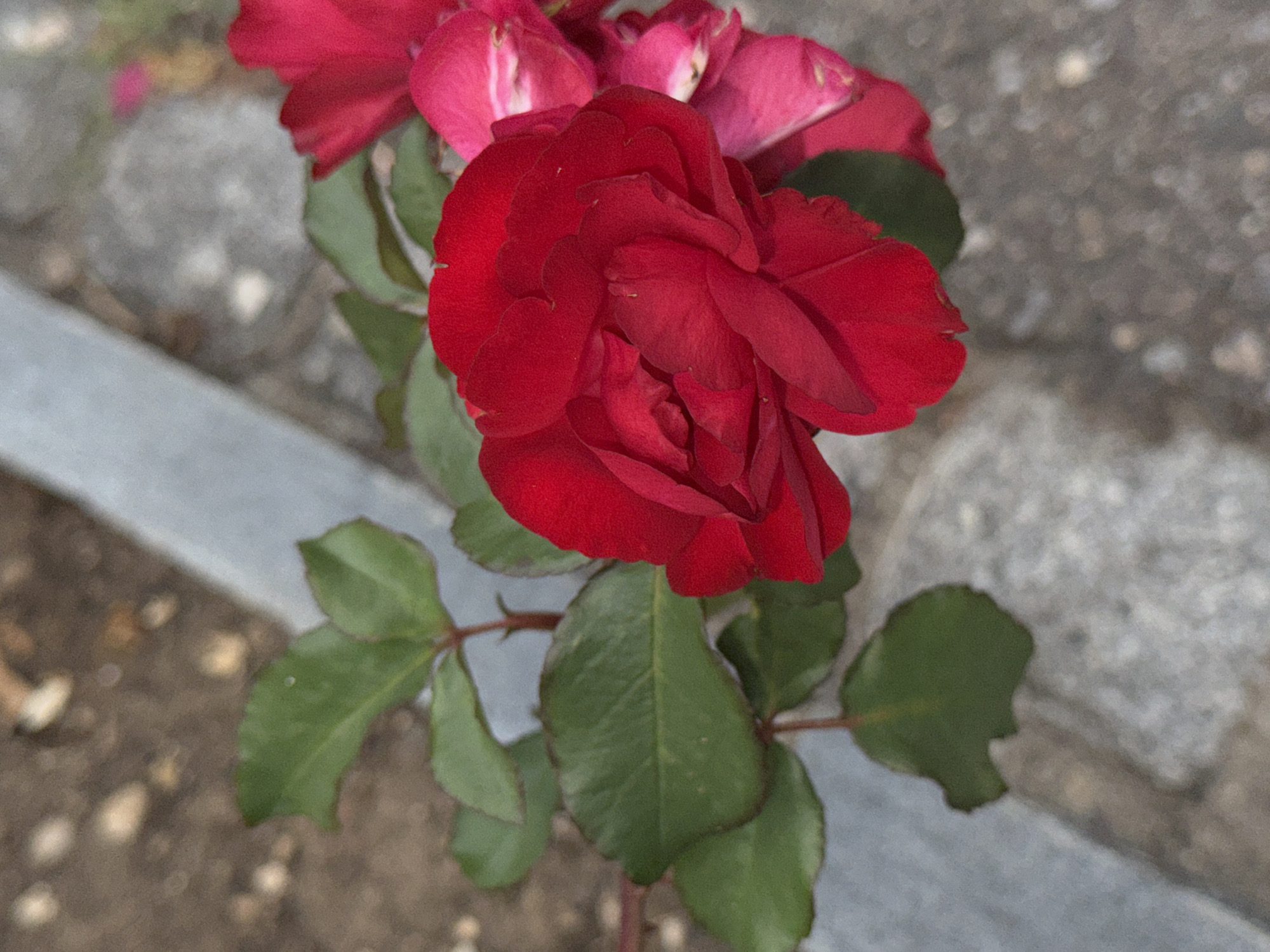A close-up, vertical shot captures a vibrant red rose in full bloom, its petals unfurled in a lush display. The rose is positioned on the left side of the frame, with its leaves and stem extending towards the top left. Behind the rose, a blurred background reveals gray paving stones and a hint of brown earth. The image appears to have been taken outdoors, possibly in a garden setting, with natural lighting.