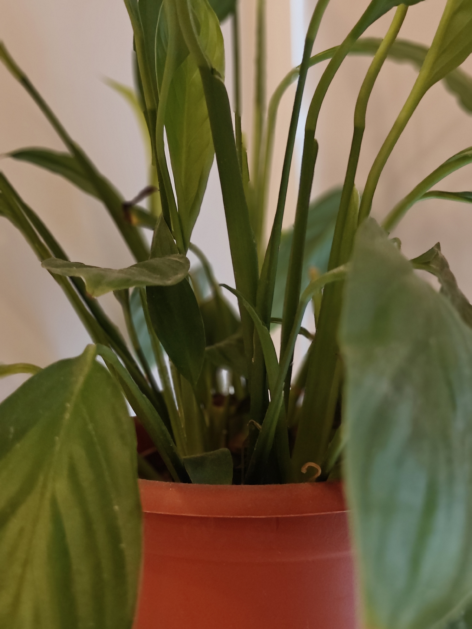 The image shows a close-up of a green potted plant with multiple long, slender stems and leaves. The pot is a reddish-orange plastic container. The background is a soft, out-of-focus pale color, likely a wall. There are no people or animals visible. The lighting appears to be indoor, possibly natural light. The location of this image in Saint Petersburg, Russia cannot be determined from the visual information provided.