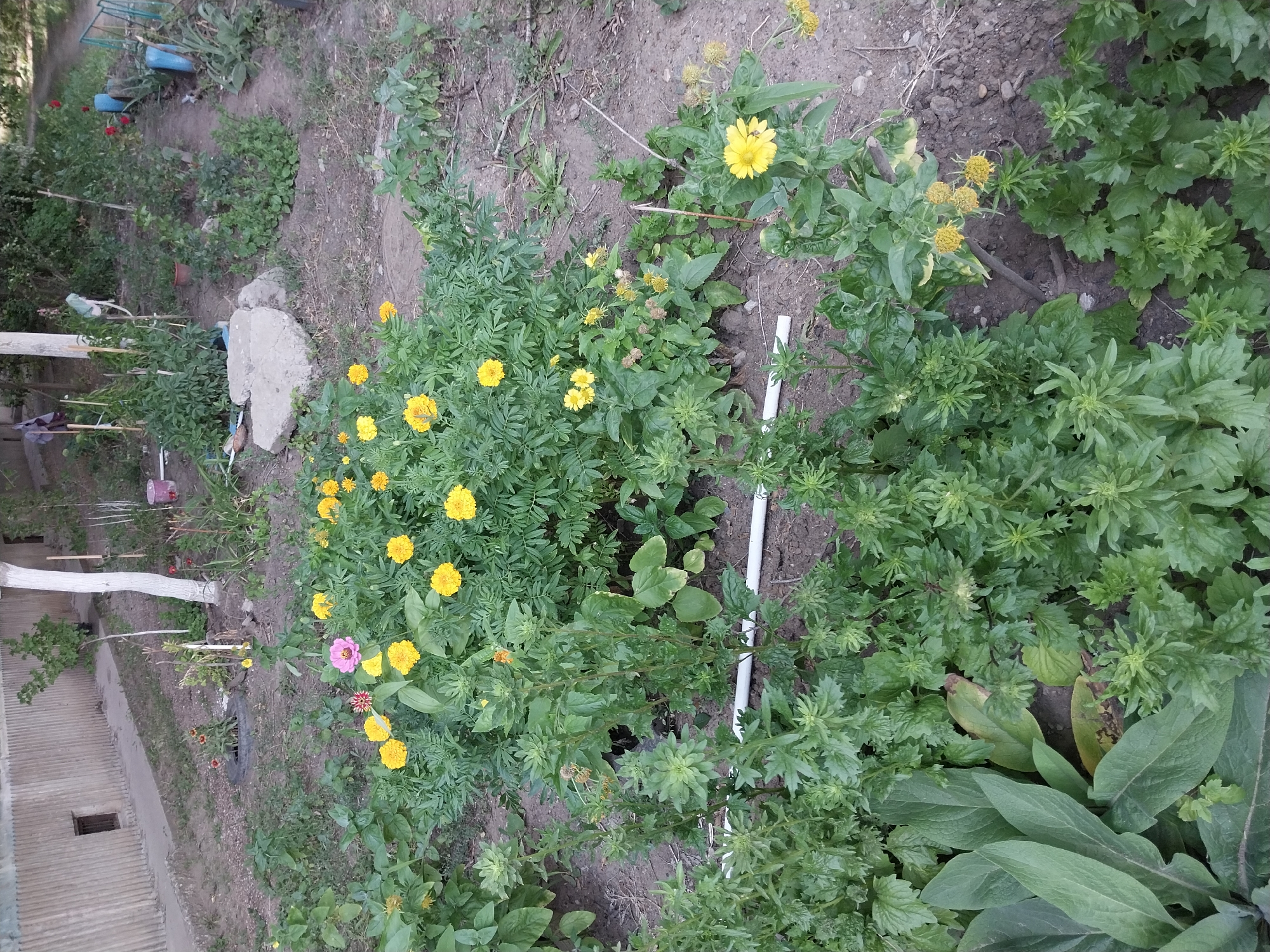 The image depicts a garden area located in Oral, Kazakhstan. In the foreground, a patch of vibrant yellow and pink flowers, possibly marigolds and zinnias, are in bloom. These flowers are surrounded by lush green foliage and some dry, brown plant remnants. A white PVC pipe runs horizontally across the lower portion of the image, partially obscured by plants. In the background, a weathered, corrugated metal wall runs along the left side of the frame, with a small, dark-paned window visible. Several trees and other greenery are scattered throughout the scene, suggesting a natural or semi-natural setting. A large, light-colored rock rests on the ground in the mid-ground. The soil appears dry and dusty. The overall impression is that of a well-tended, but slightly unkempt, garden in an urban environment.
