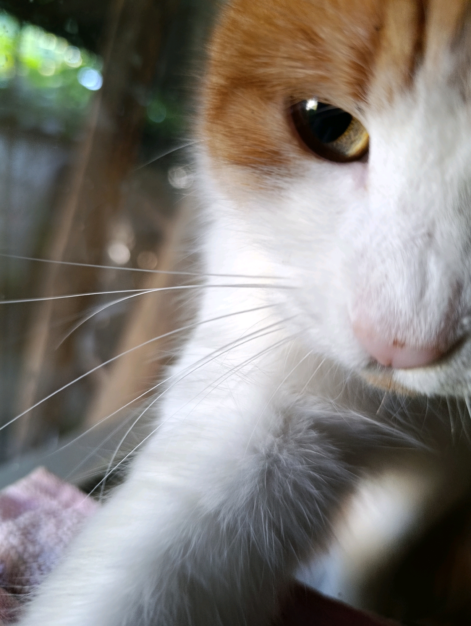A close-up, shallow depth of field photograph captures the face of a ginger and white cat. The cat's right eye, a golden-brown color, is clearly visible, its pupil dilated. The cat's whiskers, long and white, fan out from its snout. The background is blurred, showing hints of green foliage and possibly a window. The image is undated and unlocated.
